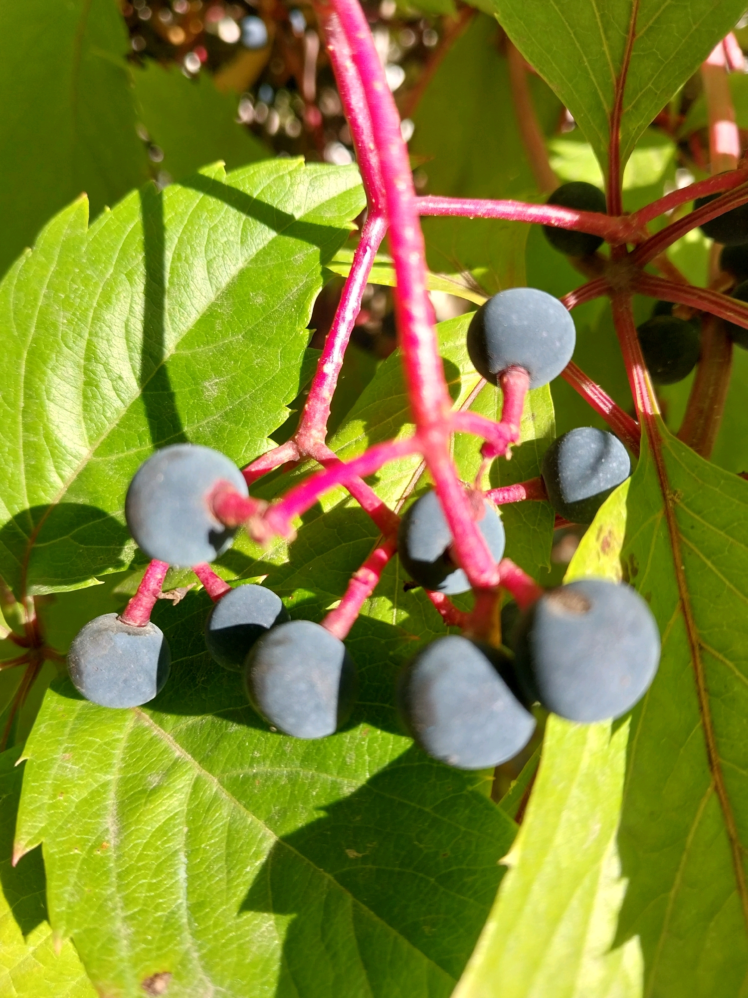 The image displays a close-up of dark blue berries growing on a plant with vibrant pink stems and green leaves. The berries are round and clustered together on the stems. The leaves are broad and textured, with visible veins. The lighting suggests it is daytime, with sunlight casting shadows. The scene appears to be outdoors, in a natural setting, possibly a garden or park. The location provided is Doslidne, Ukraine. No people or specific actions are depicted. The overall impression is one of nature's bounty and the details of a plant in fruit.