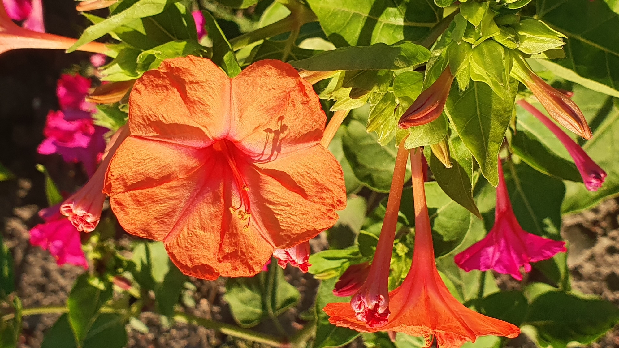 This image shows a close-up view of several Mirabilis jalapa flowers, also known as four o'clock flowers. The flowers display a mix of vibrant orange and bright pink colors. One large orange flower is in full bloom in the center of the frame, with its delicate petals unfurled and its stamens visible. To the left and bottom, there are several trumpet-shaped flowers, some in bud form and others partially open, in shades of orange and pink. The flowers are surrounded by lush green leaves and stems. The background consists of dark soil and other foliage, suggesting an outdoor garden setting. The lighting indicates it is daytime, possibly late afternoon, with sunlight casting shadows on the petals and leaves. The image has a shallow depth of field, with the flowers in sharp focus and the background blurred. There is no indication of any specific location in the city of Ust-Labinsk, Russia, other than the general description of a garden. No people or actions are depicted.