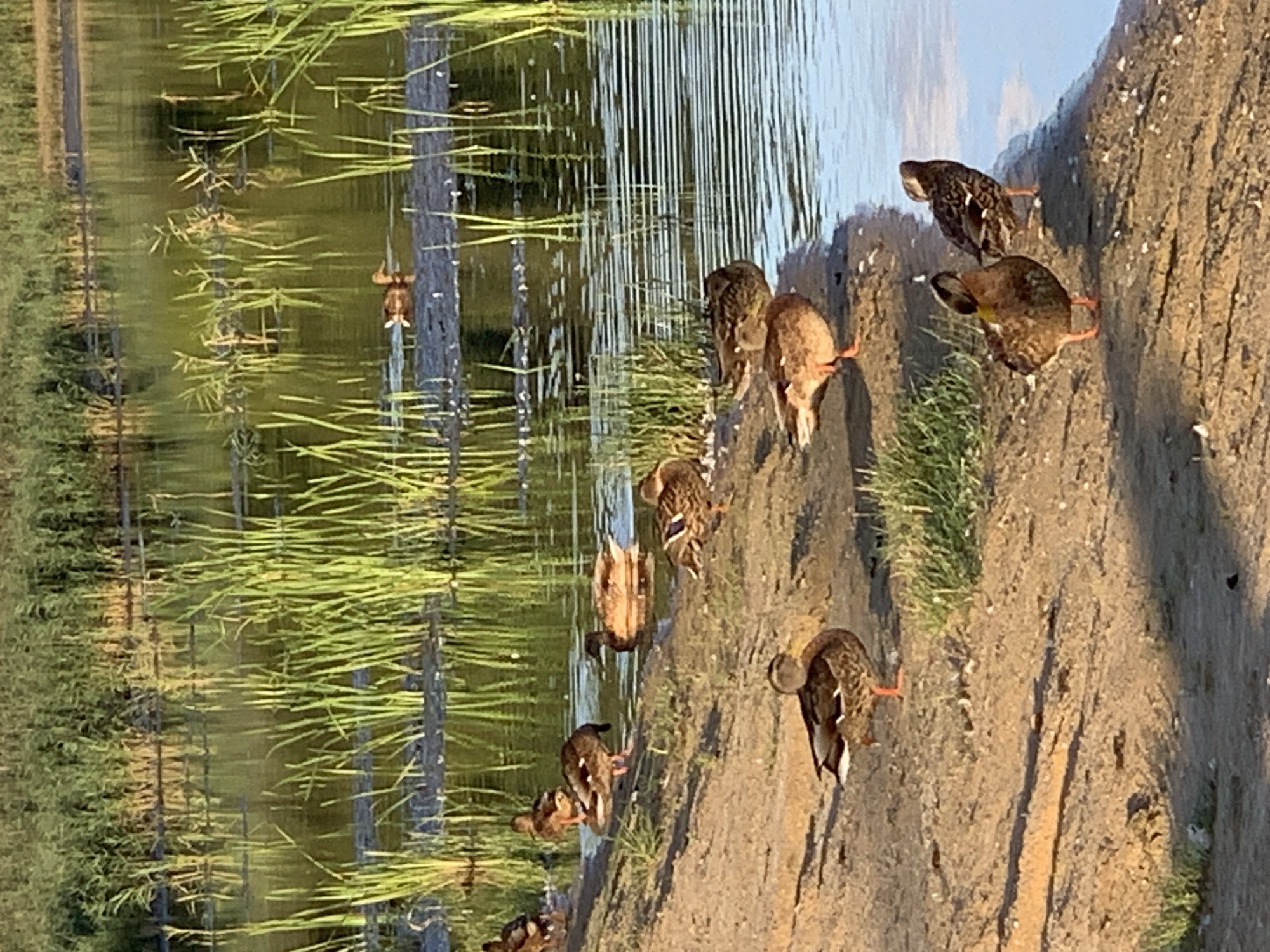 The image shows a body of water with reeds and several ducks on the shore and in the water. The ducks are a mixture of brown and speckled colors, with some standing on the sandy bank and others swimming. The water is calm with reflections of the surrounding vegetation. The scene appears to be a natural wetland or pond environment. The context of Kapyĺ, Belarus is not determinable from the image itself.
