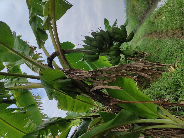 The image displays a lush, rural scene in Wonoayu, Indonesia, primarily featuring banana plants under an overcast sky. In the foreground and midground, multiple banana trees are visible with their characteristic large, green leaves. Some dried, brown leaves also cling to the stalks and lie beneath the vibrant foliage. A significant cluster of unripe, green bananas hangs from a tree on the right side of the frame, indicating an active banana crop. The sky, seen through and above the tree canopy, is light grey and cloudy, suggesting a diffused light situation or an overcast day.
Extending into the background on the right, a narrow waterway, likely a canal or irrigation ditch, cuts through the landscape. Its banks are covered in abundant green grass and other vegetation, leading the eye deeper into the scene. No people or specific activities are depicted, giving the image a serene and natural ambiance. There is no visible text. The overall impression is one of fertile agricultural land in a tropical setting.
