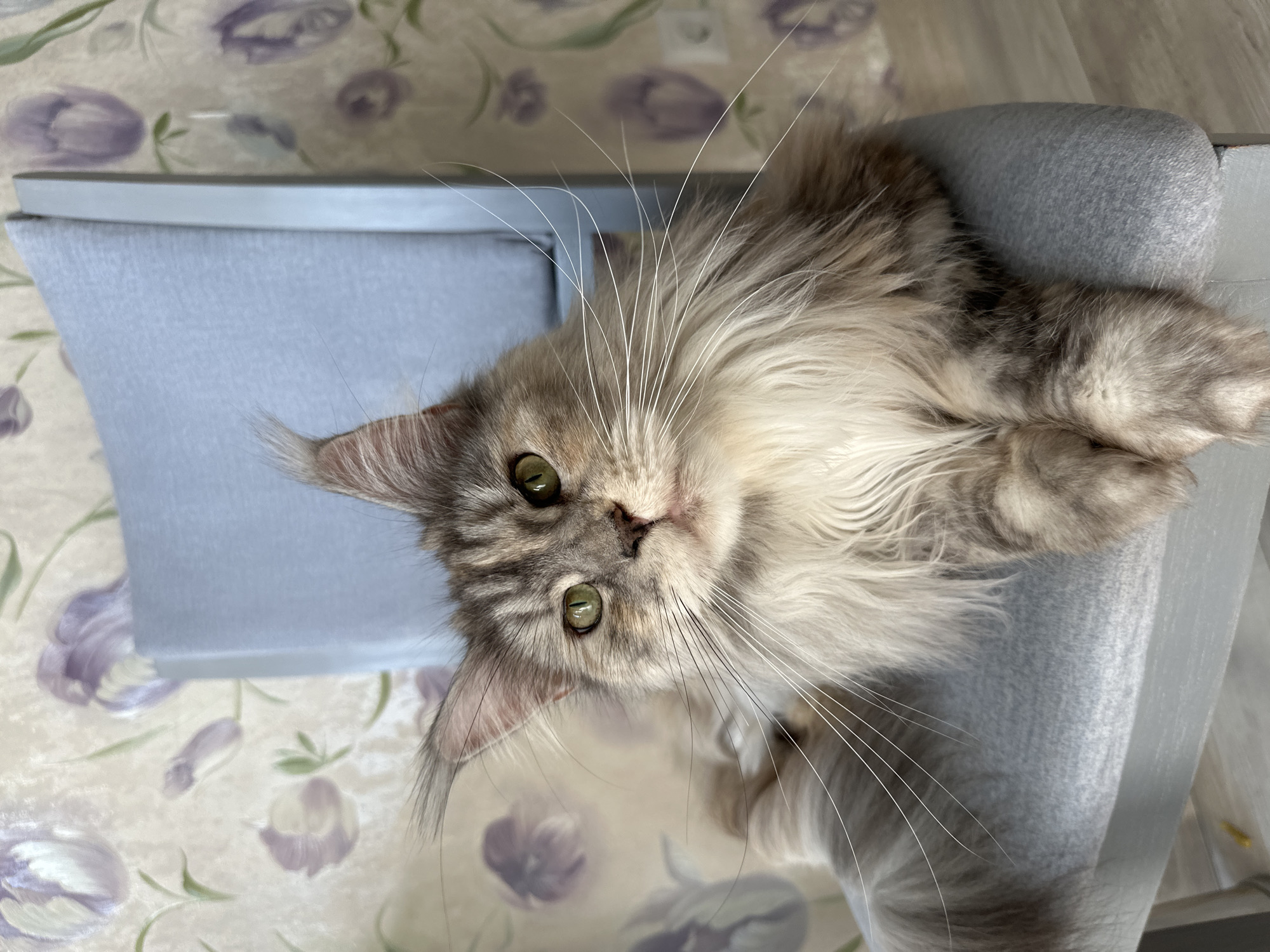 A Maine Coon cat with green eyes and gray and white fur sits on a light blue chair. The cat's ears are pointed, and it has long white whiskers. The background is a wall with floral wallpaper in shades of beige and purple. The cat is facing the camera and appears to be looking directly at it.