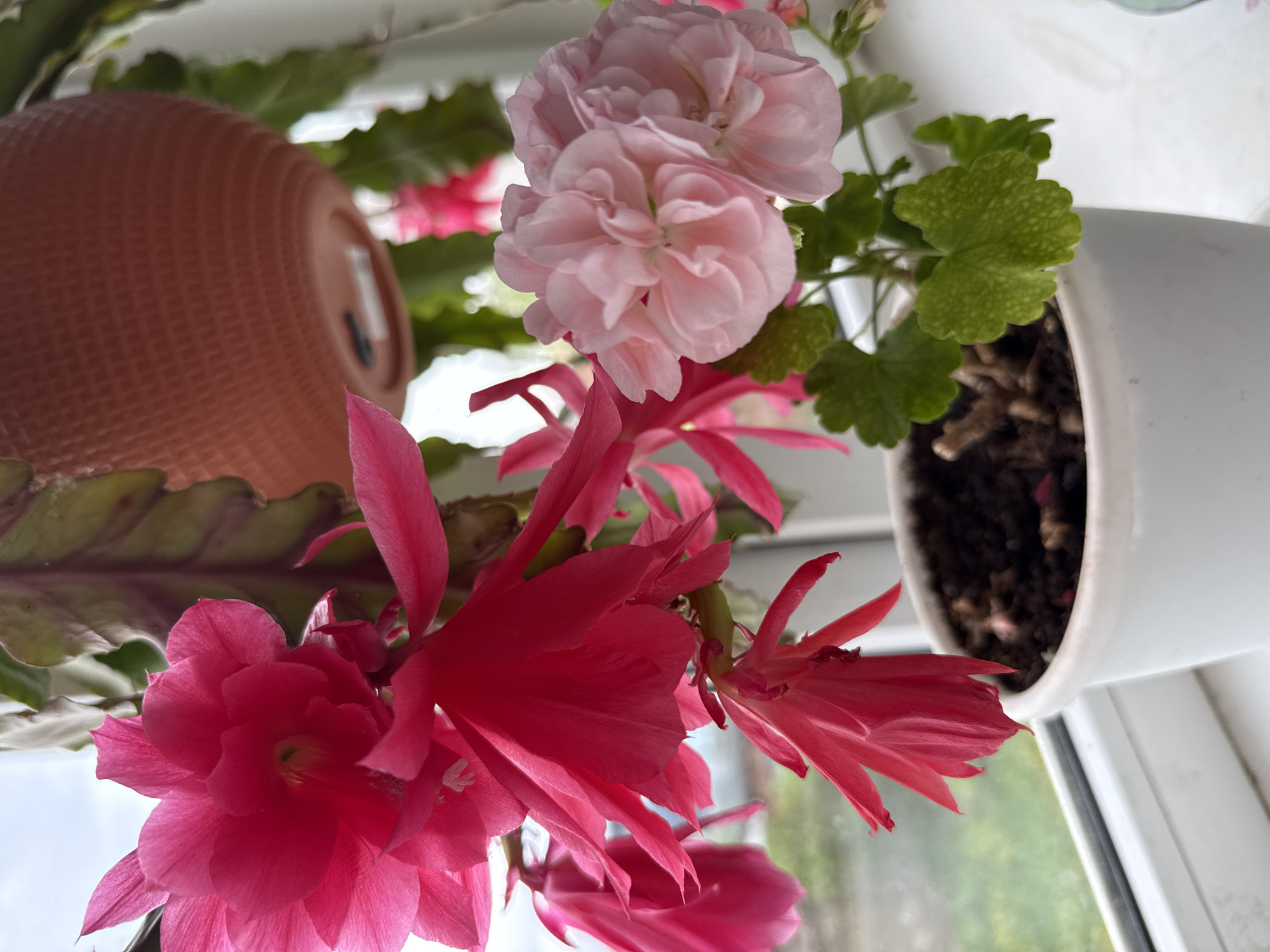 The image shows a close-up, upward angle view of a windowsill with potted plants. A vibrant pink cactus flower is in full bloom in the foreground. Behind it is a light pink double-flowered geranium. Both plants are in separate pots. The cactus is in a terra cotta colored pot, and the geranium is in a white pot. The background is blurry and indistinct, possibly showing the outside view through a window. The location is unknown and not identifiable as Votkinsk, Russia based on the presented image. There are no people in the image.