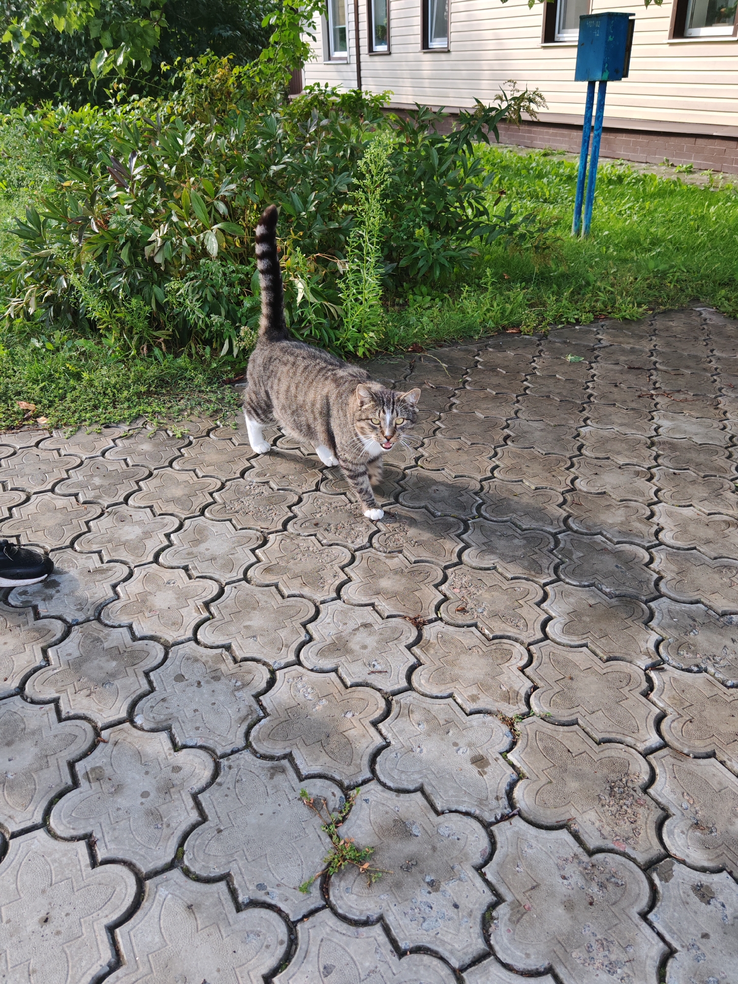 A grey and black tabby cat with white paws is walking on a decorative paved surface outdoors. The cat is facing left with its mouth open and tongue visible. Behind the cat, there is lush green foliage and a building with light-colored siding and windows. A blue mailbox stands near the building. The scene is illuminated by sunlight, casting shadows on the pavement. There is a black sneaker visible on the left side of the frame. The image appears to be taken in Homyel, Belarus, based on the presence of the building and mailbox style.