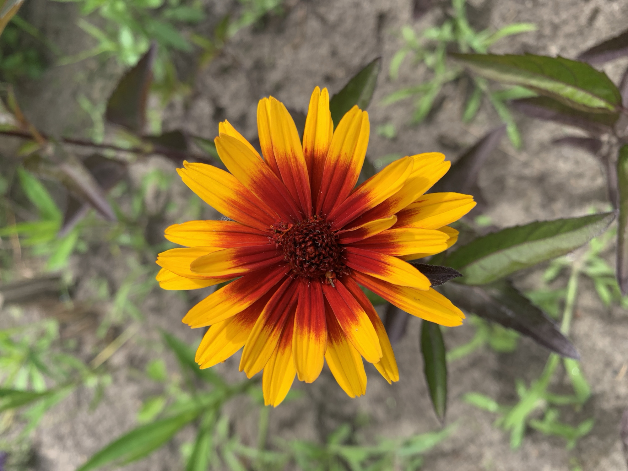 A single, vibrant Rudbeckia hirta, commonly known as Black-Eyed Susan, is the central focus of this image. Its petals are a striking bicoloration, transitioning from a deep crimson at the center to a bright golden yellow towards the tips. The flower is positioned in the foreground, with its bloom facing directly towards the viewer. The background is softly blurred, depicting the natural environment of a garden or park. Various green plants with slender leaves are visible, alongside some darker, purplish foliage, likely part of the same plant or nearby flora. The ground appears to be a mix of soil and scattered organic matter. The lighting suggests it is daytime, with natural light illuminating the flower. The specific location in Kharkiv, Ukraine cannot be determined from the image alone, as it captures a common garden scene. There are no people, animals, or man-made structures prominently featured.