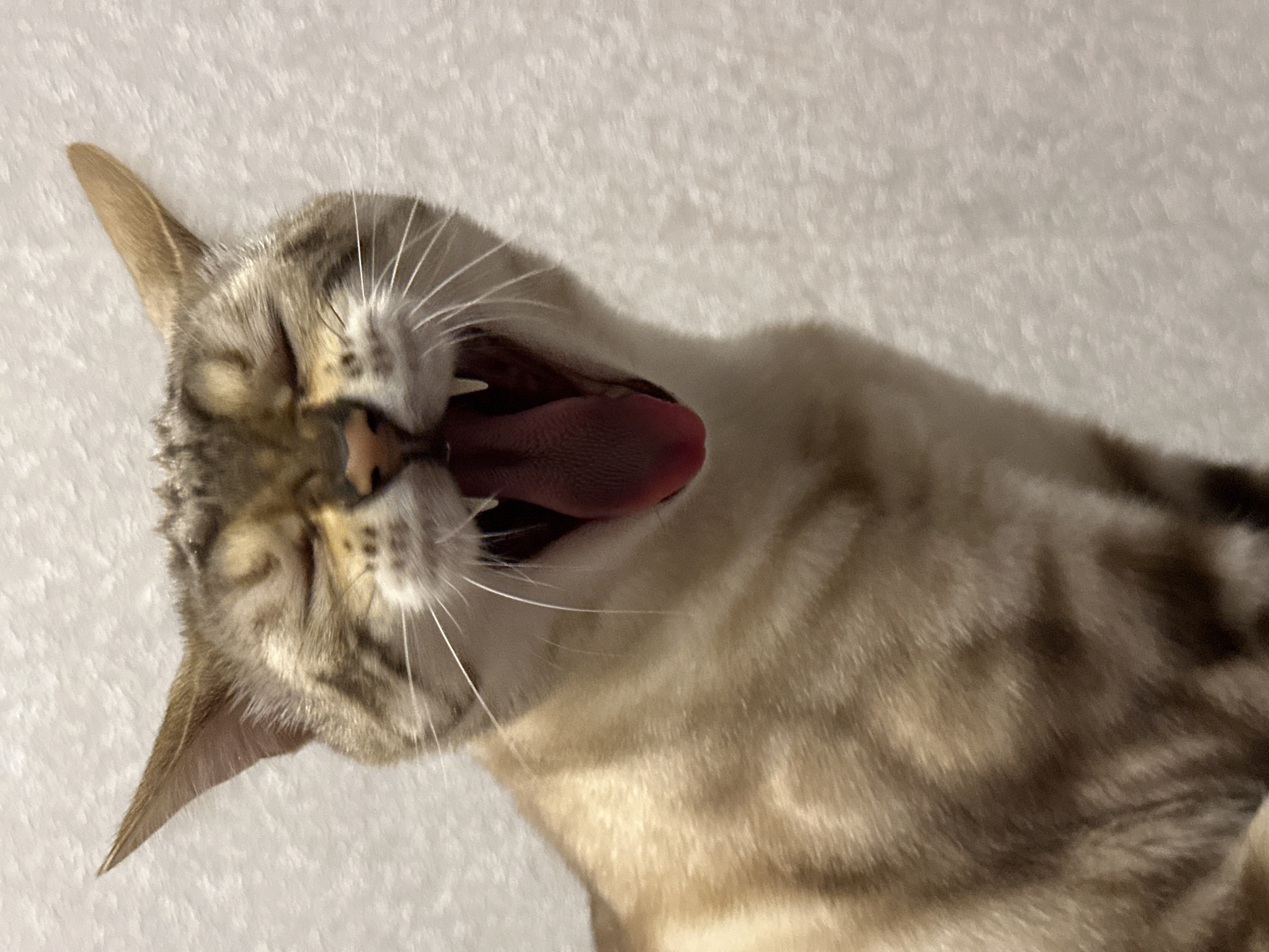 A close-up, vertical, indoor shot captures a Bengal cat mid-yawn against a textured, light-colored wall. The cat, a tabby with prominent markings and bright eyes, is the central subject. Its mouth is wide open, revealing a pink tongue and sharp teeth. The background is softly focused, suggesting a plain wall or curtain. The image does not contain information about the city of Energetik, Russia.