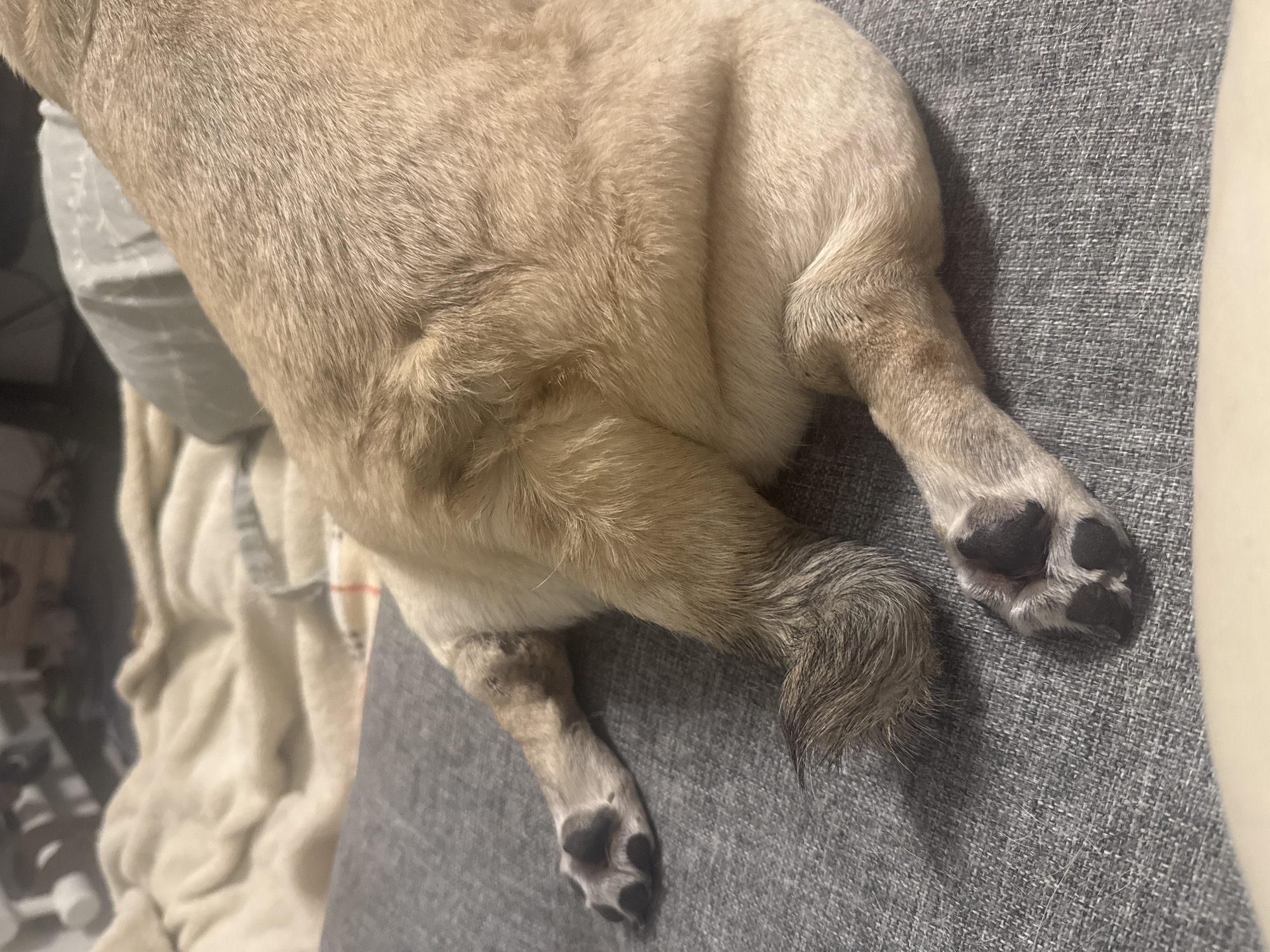 A pug lies on a grey textured sofa. The pug's hindquarters and hind legs are visible, along with its tail. The pug's fur is a light tan color. The environment is an indoor domestic setting, likely a living room.