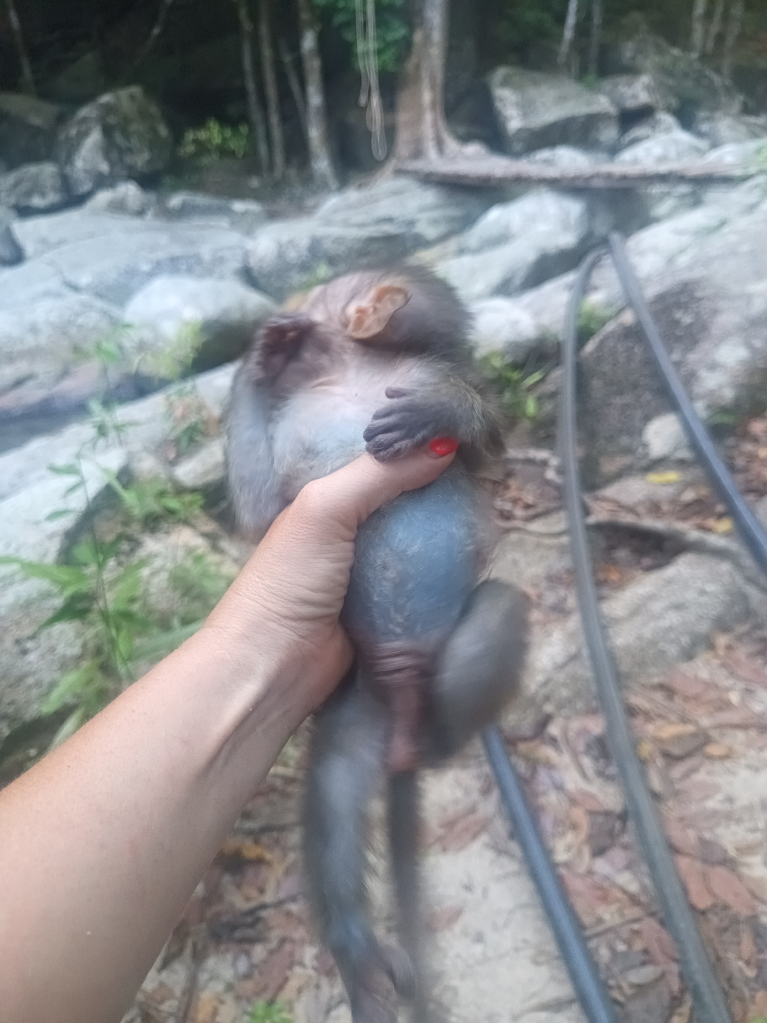 A monkey, held upside down by a person's hand, is the focus of the image. The monkey appears limp, with its grey fur and blueish belly exposed. The hand holding the monkey has red nail polish. In the background, there are trees and rocks, creating a natural environment. Additionally, two dark hoses run through the scene. The precise location within the city of Unknown, Unknown is indeterminable.