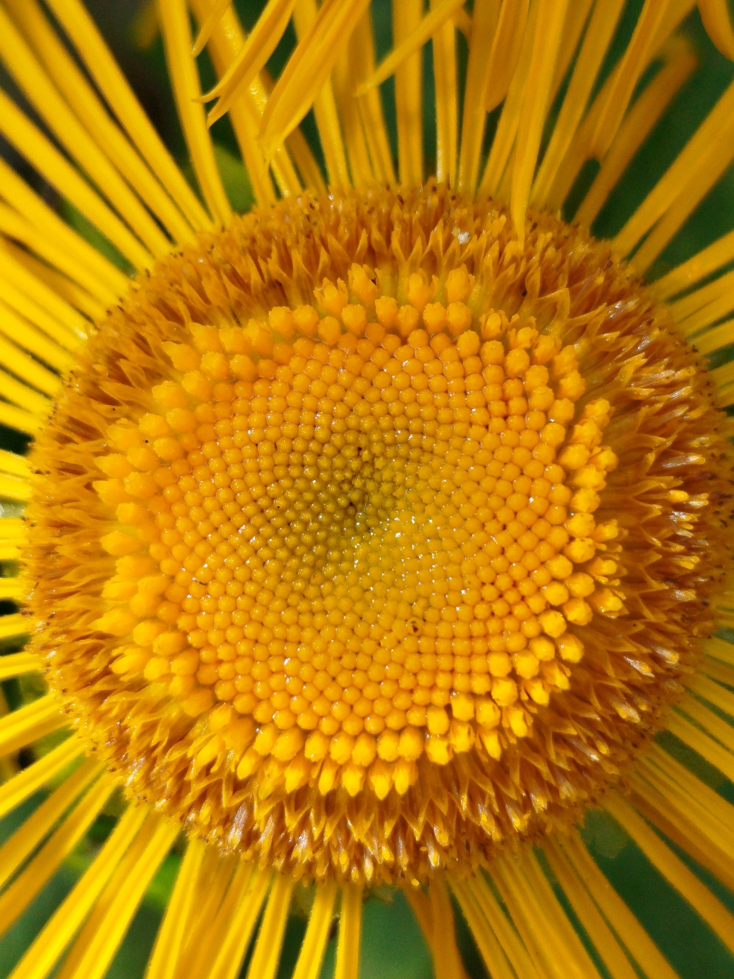 This is a close-up, macro photograph of a bright yellow flower's center, viewed from directly above. The flower has numerous small, tightly packed florets forming a circular pattern. Surrounding the center are elongated, ray-like petals that radiate outwards. The background is a blurred, dark green, suggesting foliage. The lighting highlights the texture of the florets and petals, with some appearing slightly wet or dewy. There is no indication of a city or specific location in the image itself.