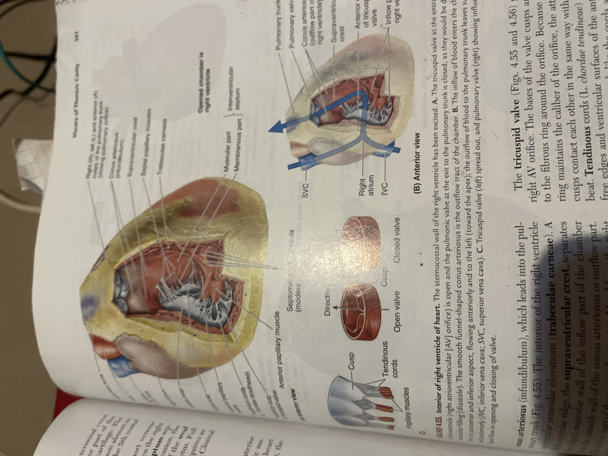 The image displays a medical illustration of the interior of the human right ventricle of the heart, along with diagrams of valves and textual descriptions. The main illustration shows a cross-section of the heart, highlighting various structures like papillary muscles, tendinous cords, the tricuspid valve, and the conus arteriosus. Smaller diagrams illustrate the open and closed states of a valve and the structure of cusps and tendinous cords. Text accompanies the images, labeling anatomical parts and explaining their functions, particularly in relation to blood flow. There is no information within the image or accompanying text that provides any context regarding the city of Jalingo, Nigeria, or any forensic or crime-related details. Therefore, it is impossible to describe the scene in Jalingo, Nigeria.