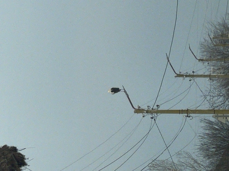 The scene is located in Bratovo, Bulgaria, under an overcast light blue-grey sky. A single white stork, displaying prominent black wing feathers, is perched on the curved metal arm of a concrete utility pole in the midground. The bird faces right, presenting its back and side to the viewer. This central pole, along with several additional utility poles extending into the distance on the right, supports a dense network of dark overhead utility lines that traverse the frame. In the upper left quadrant, a large, disheveled bird's nest is partially visible, suspended above a cluster of these lines. The lower background features bare deciduous trees and bushes. A white road sign is partially obscured near the base of the central utility pole.