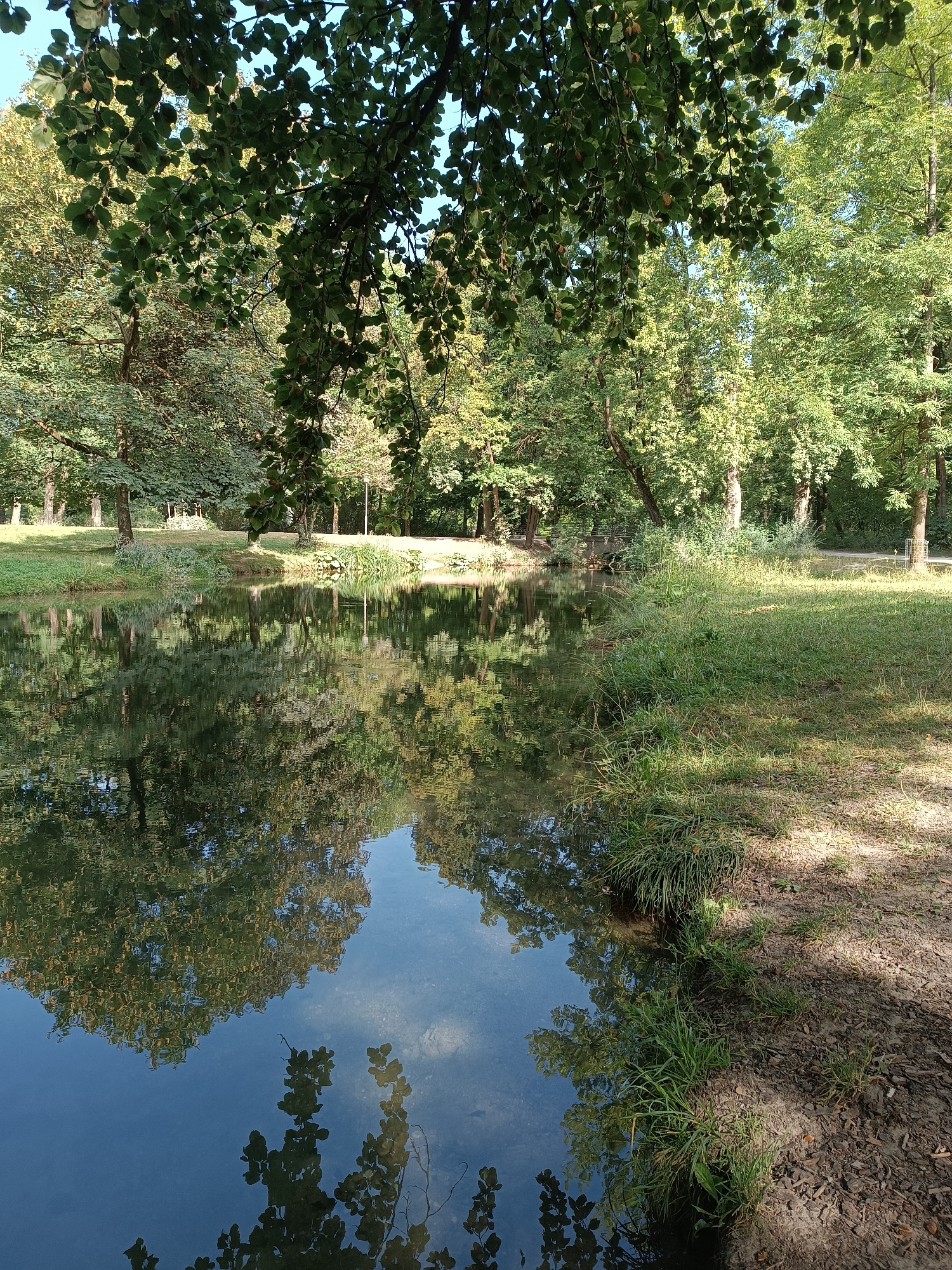 The image depicts a tranquil pond in a park in Munich, Germany. Overhanging tree branches with lush green leaves frame the top portion of the scene, their reflections shimmering on the calm surface of the water. The pond's edge is lined with dense green grass and some scattered dry leaves on the muddy bank. In the background, a dense array of mature trees with various shades of green foliage stretches across the landscape, suggesting a well-established park. The overall atmosphere is one of natural beauty and serenity, characteristic of Munich's many green spaces.