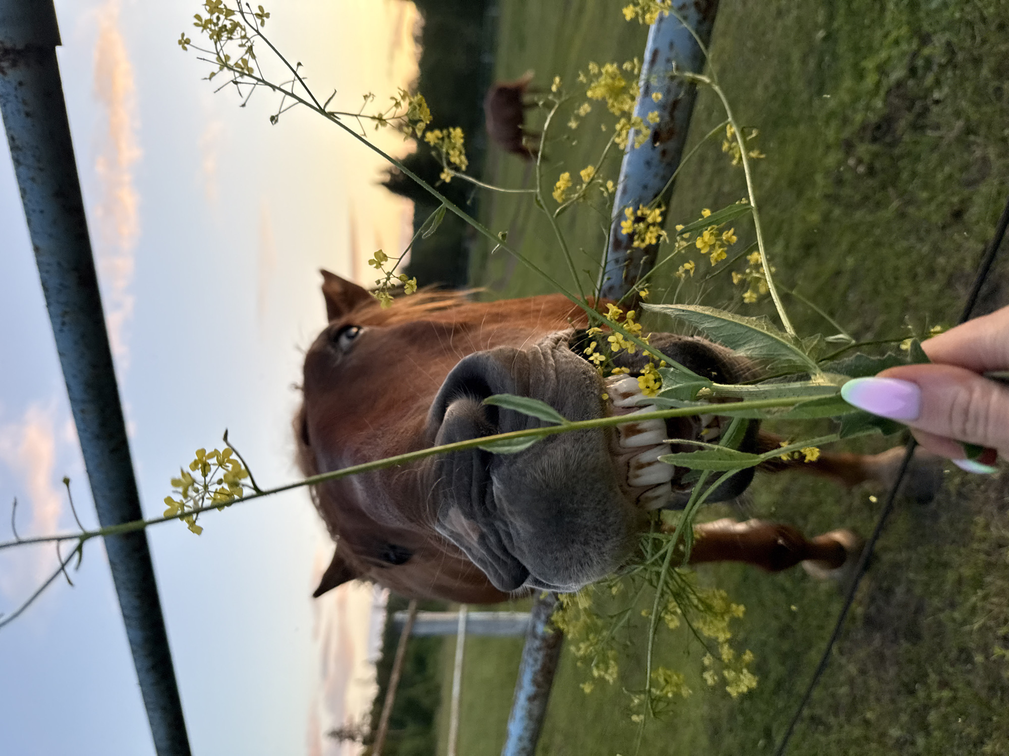 In Opary, Russia, a close-up, eye-level shot captures a brown horse chewing on a stem with small yellow flowers. The horse's mouth is open, revealing its teeth as it eats. A hand with light purple and green-tipped fingernails holds the stem, offering it to the horse. The horse is positioned behind a weathered blue metal fence. In the background, a grassy field is visible, with trees and a fence line in the distance. The sky above is a soft gradient of blue and pink, suggesting it is dusk. Another horse is visible grazing in the background.