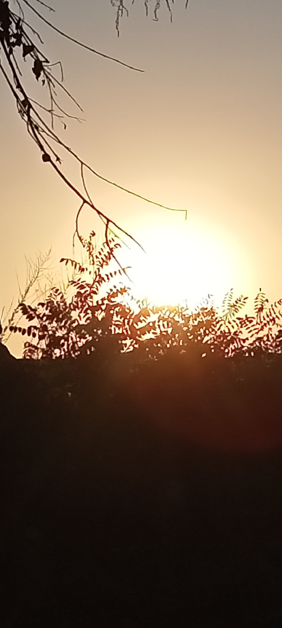 The image depicts a sunset in the city of Aral, Kyrgyzstan. Silhouetted against the bright, hazy sky are the branches of a tree in the foreground, with leaves and thinner twigs visible. Below the branches, a dense cluster of trees or foliage forms a dark band. The sun is a bright, blurred circle of light, partially obscured by the foliage, casting a warm, golden glow. The lower portion of the image is almost entirely black, suggesting it captures the darker, unlit ground or foreground elements. The overall impression is one of natural beauty at dusk, with the natural elements rendered as silhouettes against the vibrant sky.