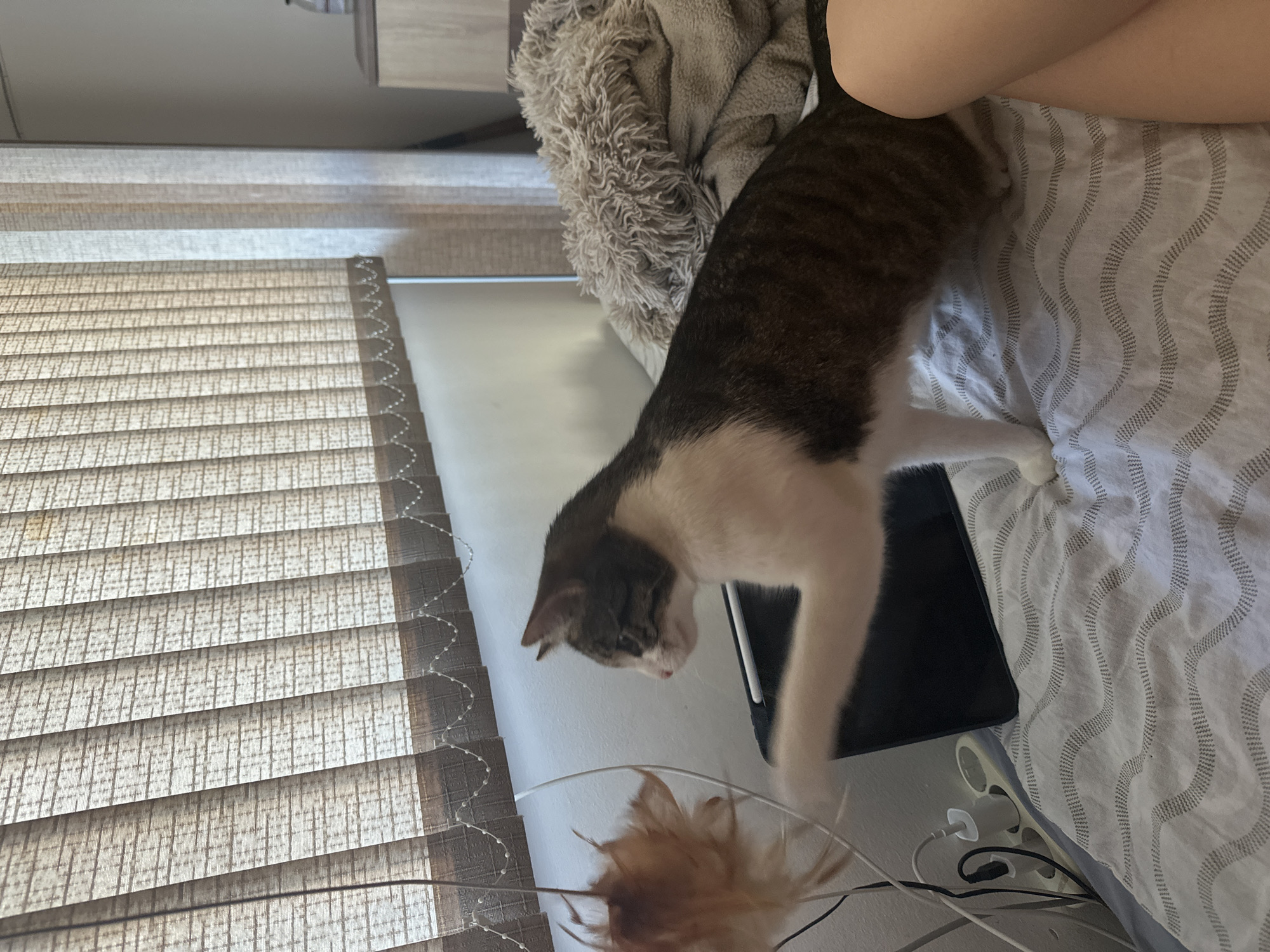 A domestic cat with grey and white fur is playing with a feather toy on a bed. The cat is in motion, reaching down towards the toy with its paw. The setting appears to be a bedroom, with a white and grey striped comforter on the bed. To the left of the bed are window blinds. Other objects visible include an electrical outlet with several cords plugged in. The scene is indoors, and the lighting suggests it could be daytime. There is no visible text in the image. The overall mood is one of playful activity.