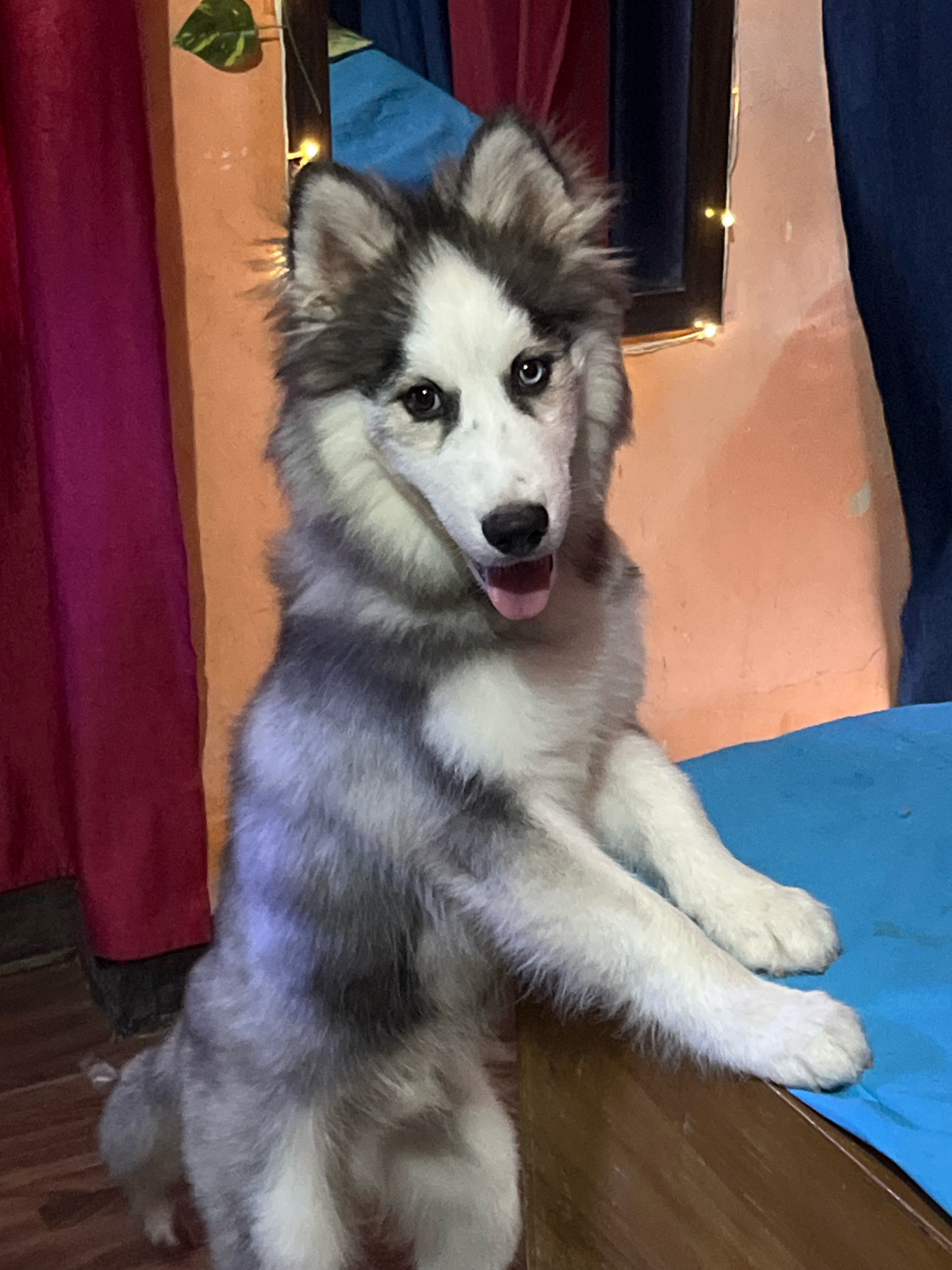 A young husky dog, predominantly grey and white, stands on its hind legs with its front paws resting on a wooden surface covered with a blue cloth. The dog has striking blue and brown eyes and its tongue is slightly out. The background features a wall painted in an orange hue, with a dark-framed mirror or window reflecting fairy lights. To the left, a red curtain is visible, and to the right, a dark blue curtain. A green leaf with yellow spots hangs from the top left corner. The scene appears to be indoors, possibly in a home environment in Delhi, India.
