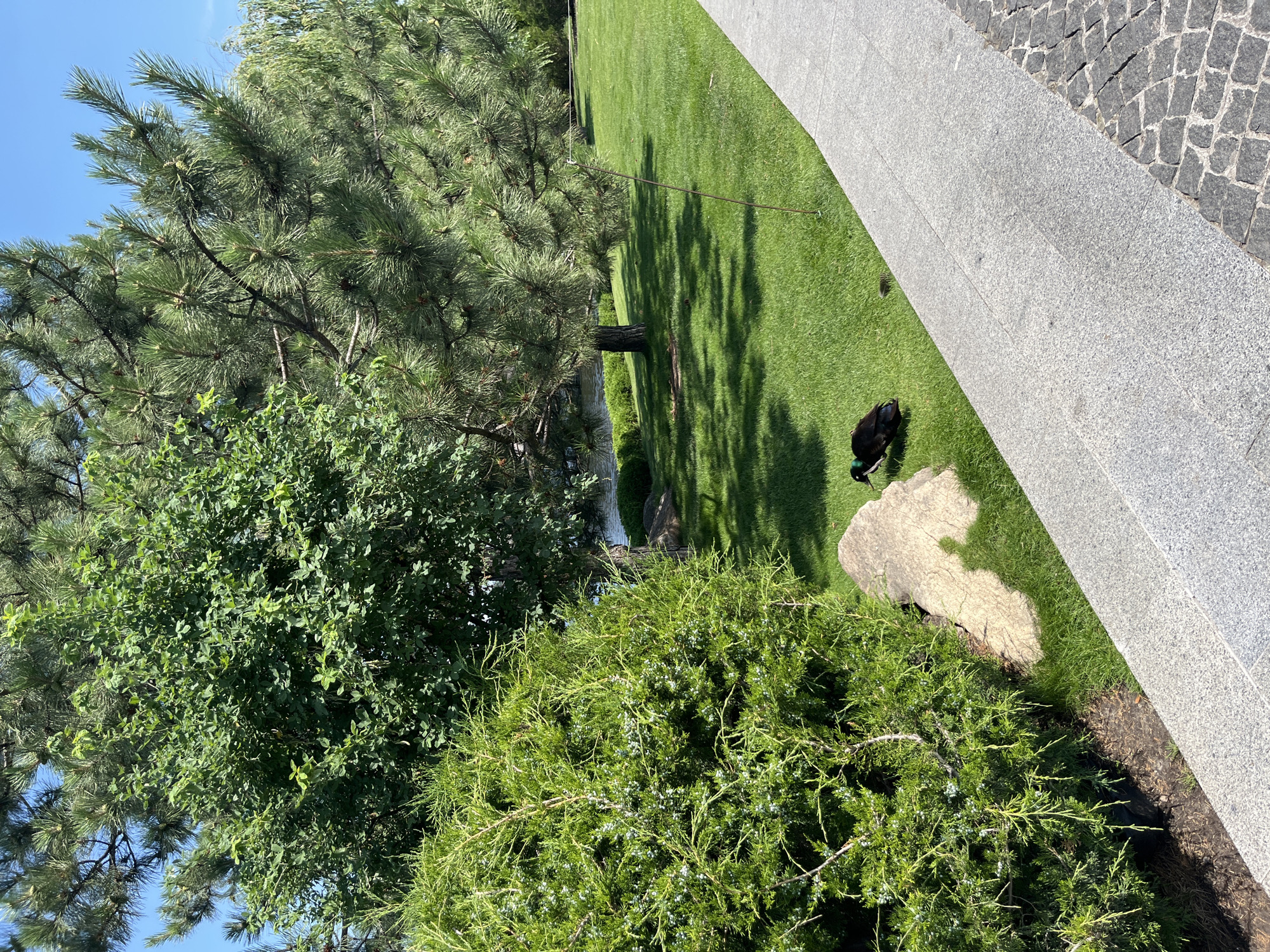 The image captures a serene park scene in Dnipro, Ukraine, under a clear blue sky. In the foreground, a textured grey stone pathway runs diagonally, bordered by dark cobblestones on the right. To the left of the pathway, a lush, green lawn slopes gently upwards.
Dominating the left side of the frame is a dense, vibrant green shrub with needle-like foliage, possibly a juniper. Behind this, a large, leafy deciduous tree with a broad canopy stands tall. To the right, a mature pine tree with long, feathery needles extends its branches, casting dappled shadows on the grass.
In the mid-ground, a large, light-colored, irregularly shaped rock rests on the grass. A dark-colored duck, possibly a domestic breed or a Pekin duck, with iridescent green on its head, is positioned near the rock, facing left. A smaller, dark object, possibly a young duck or a shadow, is visible further to the right on the grass.
In the background, a body of water, likely a river or a lake, is visible, bordered by a low, manicured hedge. The overall impression is one of a well-maintained, tranquil public garden, bathed in bright sunlight.
