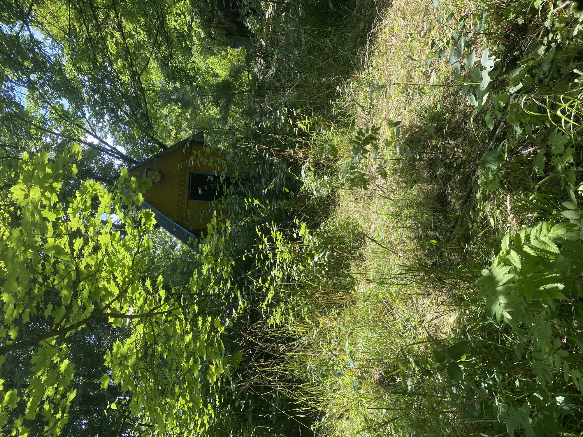 A small, yellow, triangular-shaped building with a dark-colored door and a decorative element above the door is visible through dense foliage. The building is nestled within a lush, green forest environment, with tall grass and various plants growing around it. Sunlight filters through the leaves of trees, casting dappled shadows on the ground and the building. The scene appears to be located in a natural, overgrown area. There are no people or animals visible in the image.