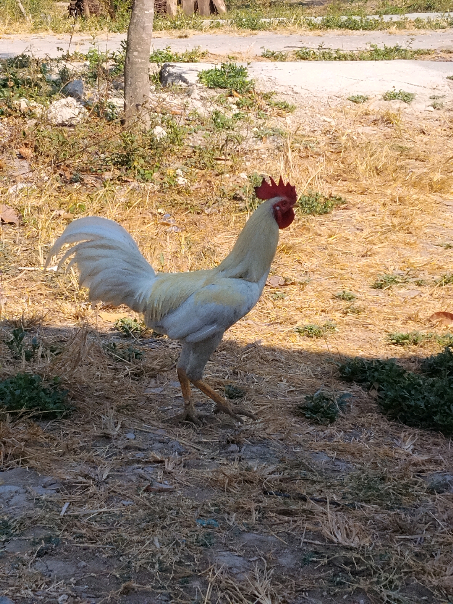 A white rooster with a red comb and wattle is standing on dry grass and dirt. The rooster is facing to the right and is in the foreground of the image. In the background, there is a paved path and more dry grass. The environment appears to be outdoors in a rural or semi-rural setting. The lighting suggests it is daytime, possibly late afternoon or early morning due to the shadows. The image does not provide any specific visual clues to pinpoint the location within Ledok, Indonesia.