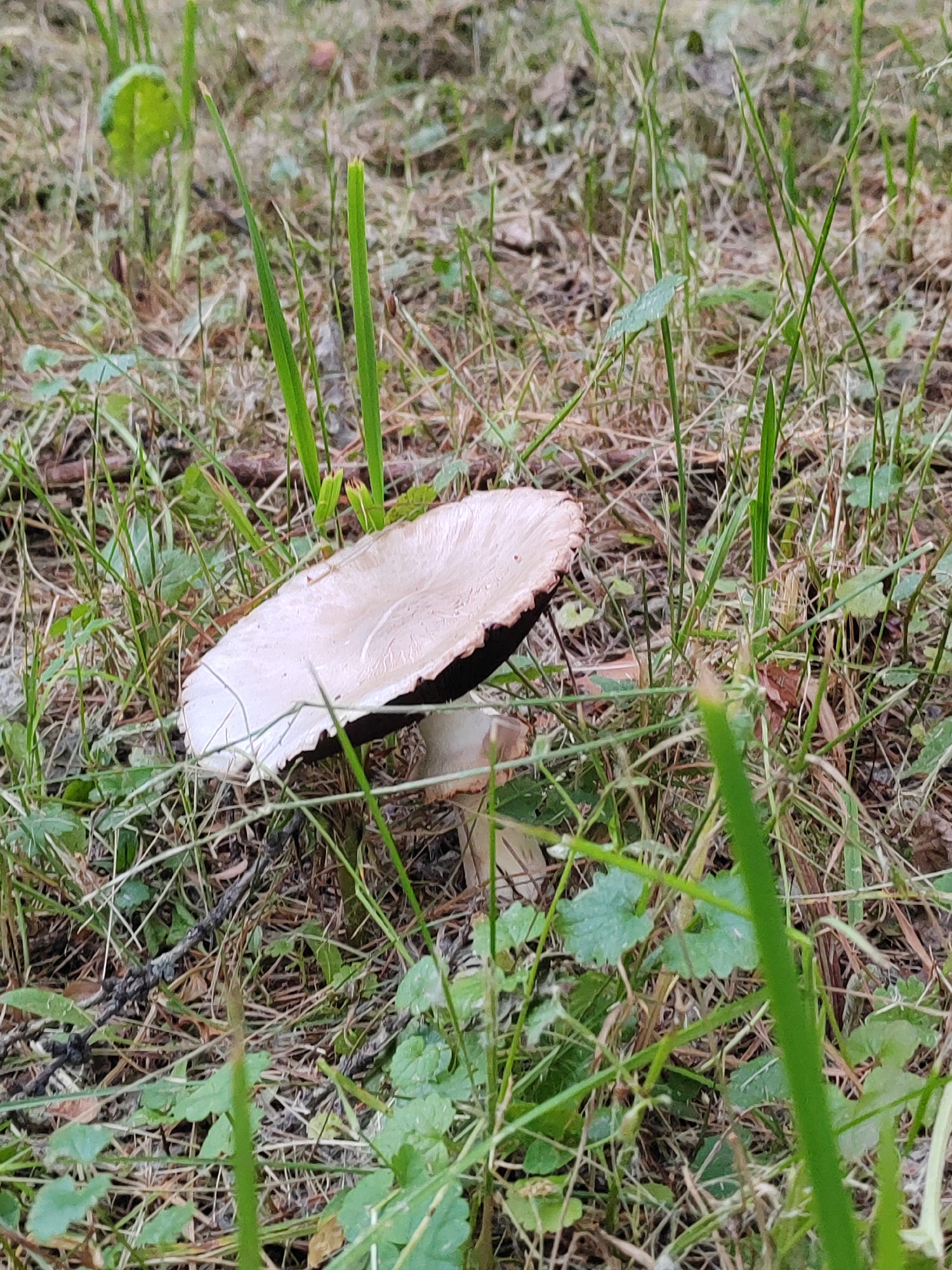 The image shows a close-up view of two mushrooms growing in dry grass and some green foliage. The larger mushroom in the foreground has a wide, flat, pale cap with a dark underside. A second, smaller mushroom is partially visible behind it. The ground is covered with dry grass, dead leaves, and some green plants. The scene appears to be in a natural outdoor environment. The location is not specified in the image.