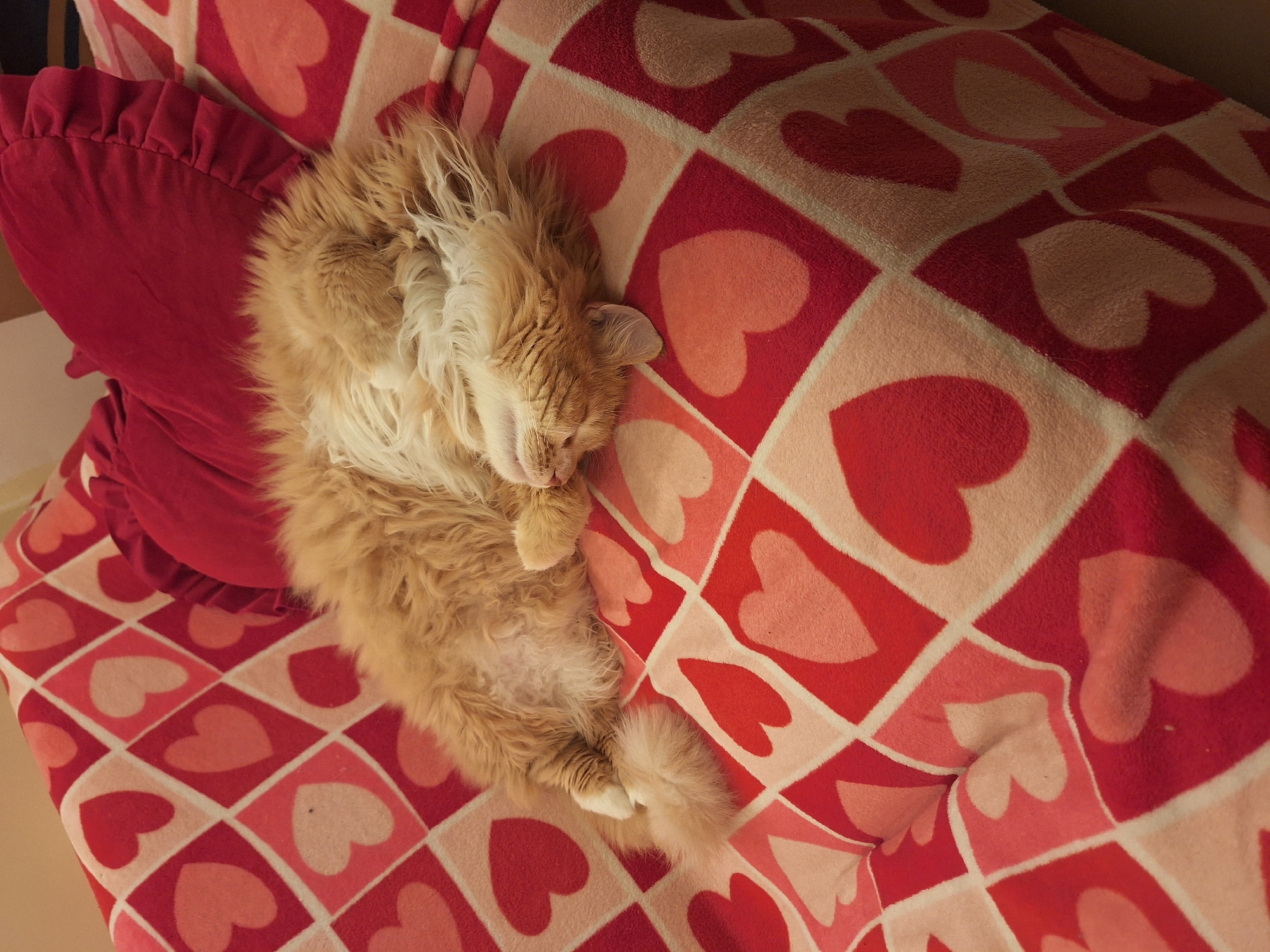 A long-haired ginger cat sleeps on a bed. The bed is covered with a pink and red heart patterned blanket, and a red ruffled pillow rests at the cat's head. The location is unknown; there is no information in the image to connect to Varna, Bulgaria.