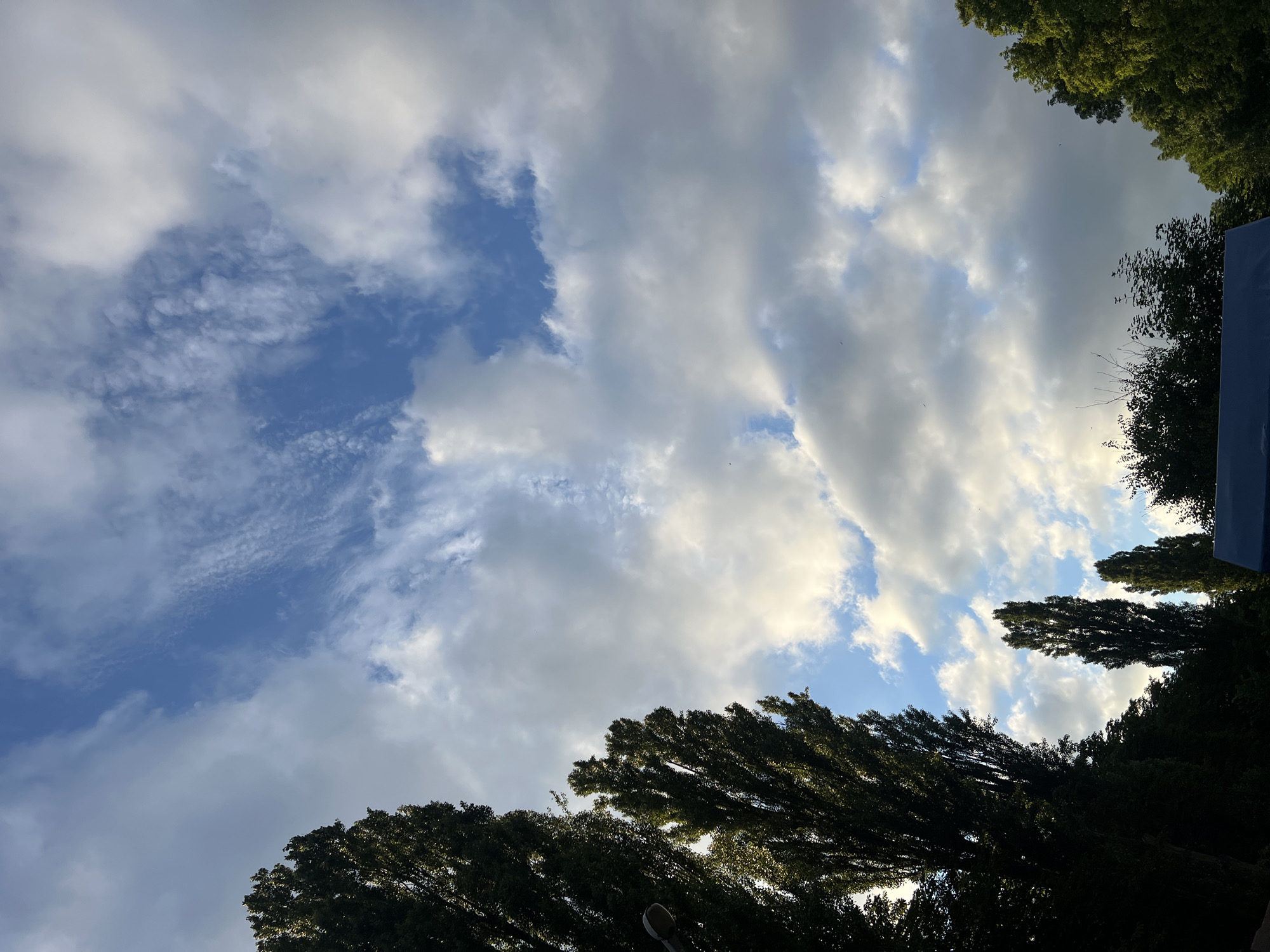 A daytime, vertical outdoor shot captures a cloudy sky interspersed with patches of blue. Tall, dark green trees line the bottom and left edges of the frame. In the foreground, a dark blue tarp or covering is partially visible along the bottom edge. The lighting suggests it is either early morning or late afternoon. There are no people or animals present in the image.
