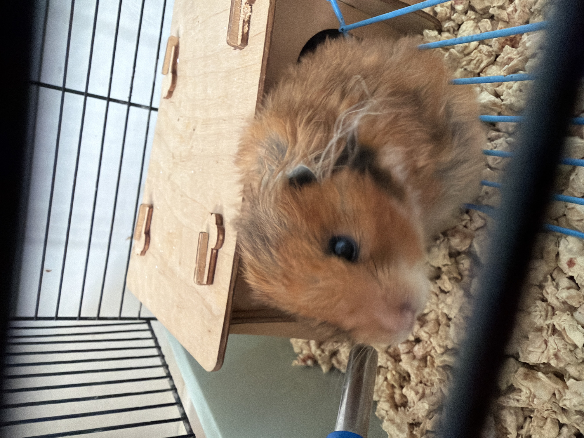 A close-up shot shows a hamster inside its cage. The hamster, primarily golden brown with some white hairs, peeks out of a small wooden house with a circular entrance. The cage has black and blue metal bars, and the floor is covered with wood shavings. The photograph appears to be taken indoors. The location of the city of Veliky Novgorod, Russia is not identifiable in the current scene.