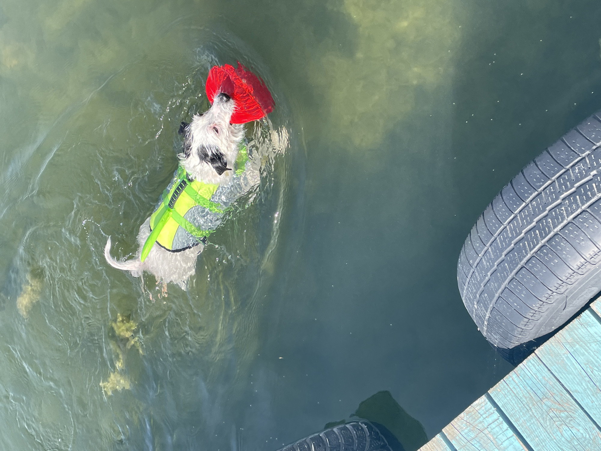 A small white dog with black patches on its head and ears swims in murky green water. The dog is wearing a neon green life vest and is carrying a red frisbee in its mouth. The dog is in the middle of the frame, swimming towards the right. In the foreground, a blue wooden dock is visible on the left side of the frame, with a black tire partially submerged in the water next to it. Another black tire is visible in the upper right corner of the image. The water is calm with some ripples. The bottom of the lake is visible in some areas, with aquatic plants growing. The lighting suggests it is a sunny day.