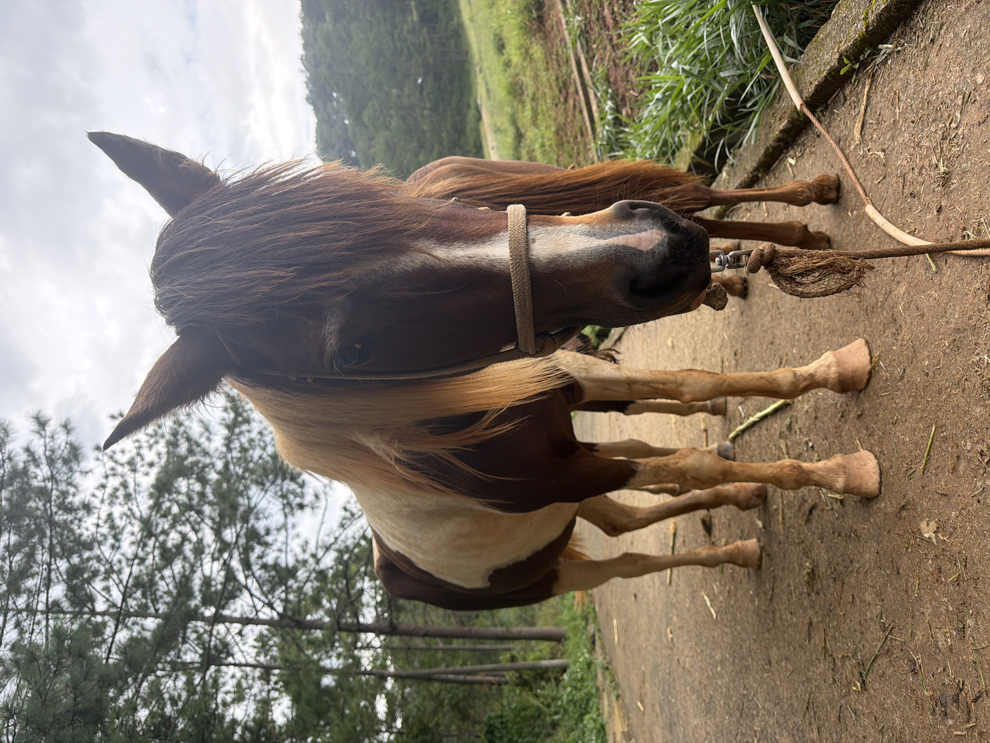 This image depicts two horses standing on a dirt path in an outdoor setting, likely Da Lat, Vietnam, given the mountainous, forested landscape. The horse in the foreground, a piebald breed with brown and white markings, is facing the camera directly. It has a thick, light brown mane and forelock that partially obscures its face. A simple rope halter is around its head. Behind it, another horse, predominantly brown, stands partially obscured. The path is flanked by grassy areas and a low stone border with some vegetation growing. In the background, tall pine trees line a hillside that slopes upwards. The sky is overcast, suggesting a cloudy day. The overall impression is a serene, rural scene.