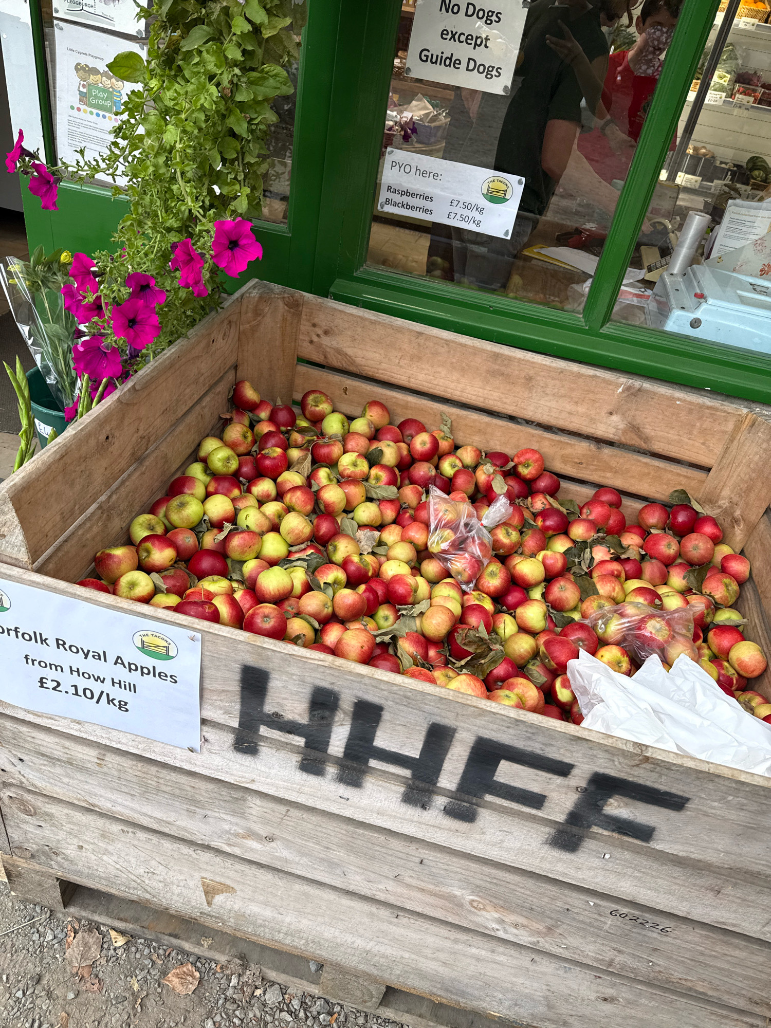 An outdoor scene at a market stall features a large wooden crate overflowing with ripe apples. The apples are a mix of red and green varieties. A sign attached to the front of the crate indicates "Norfolk Royal Apples from How Hill £2.10/kg." In the background, behind a green-framed window, is a shop interior with shelves displaying goods and two individuals, one wearing a red top and the other a dark top, both partially obscured. Above the apples and to the left, vibrant pink petunias are in bloom, cascading from a planter. Another sign visible through the window reads "No Dogs except Guide Dogs." The ground around the crate is covered in gravel and fallen leaves. A black stencil marking "HFF" is visible on the side of the wooden crate, along with a numeric stencil reading "602226". The presence of "Norfolk Royal Apples" and "How Hill" suggests a location within or near Norfolk, United Kingdom. Great Yarmouth is a coastal town in Norfolk.