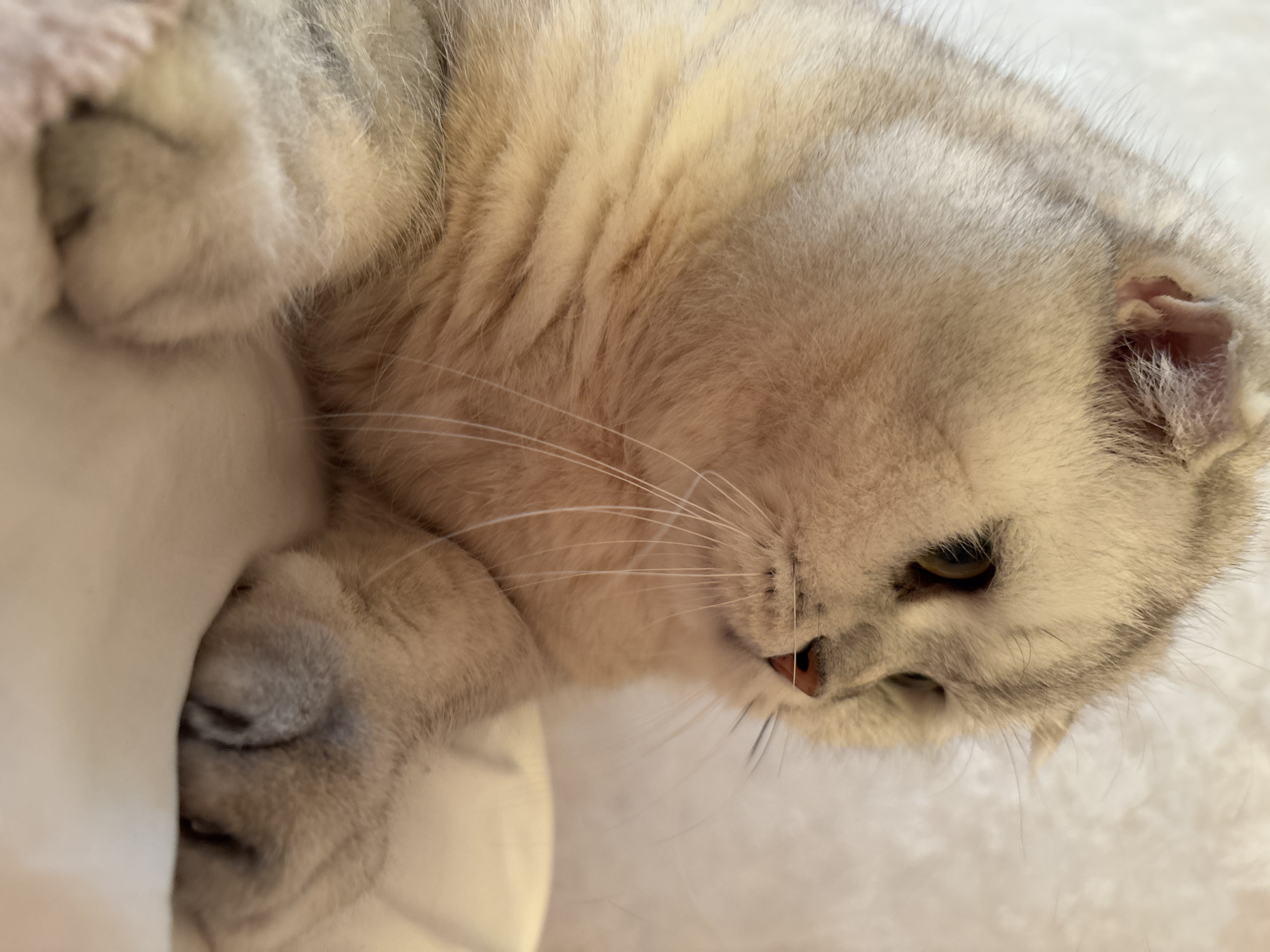 The media file is a close-up, overhead shot of a light-colored cat, likely a Scottish Fold due to its folded ears, lying down on a soft, white surface that appears to be a blanket or rug. The cat's fur is a mix of silver and cream tones, with subtle tabby markings visible on its head and body. Its eyes are partially closed, suggesting it is relaxed or sleeping. The lighting is soft, indicating it could be daytime, possibly indoors, given the cozy setting. The cat's paws are visible, one tucked underneath its head, and its whiskers are prominent against its fur. The background is a blurred continuation of the white surface, emphasizing the cat as the main subject. There is no visible text in the image. The scene evokes a sense of peace and domesticity.