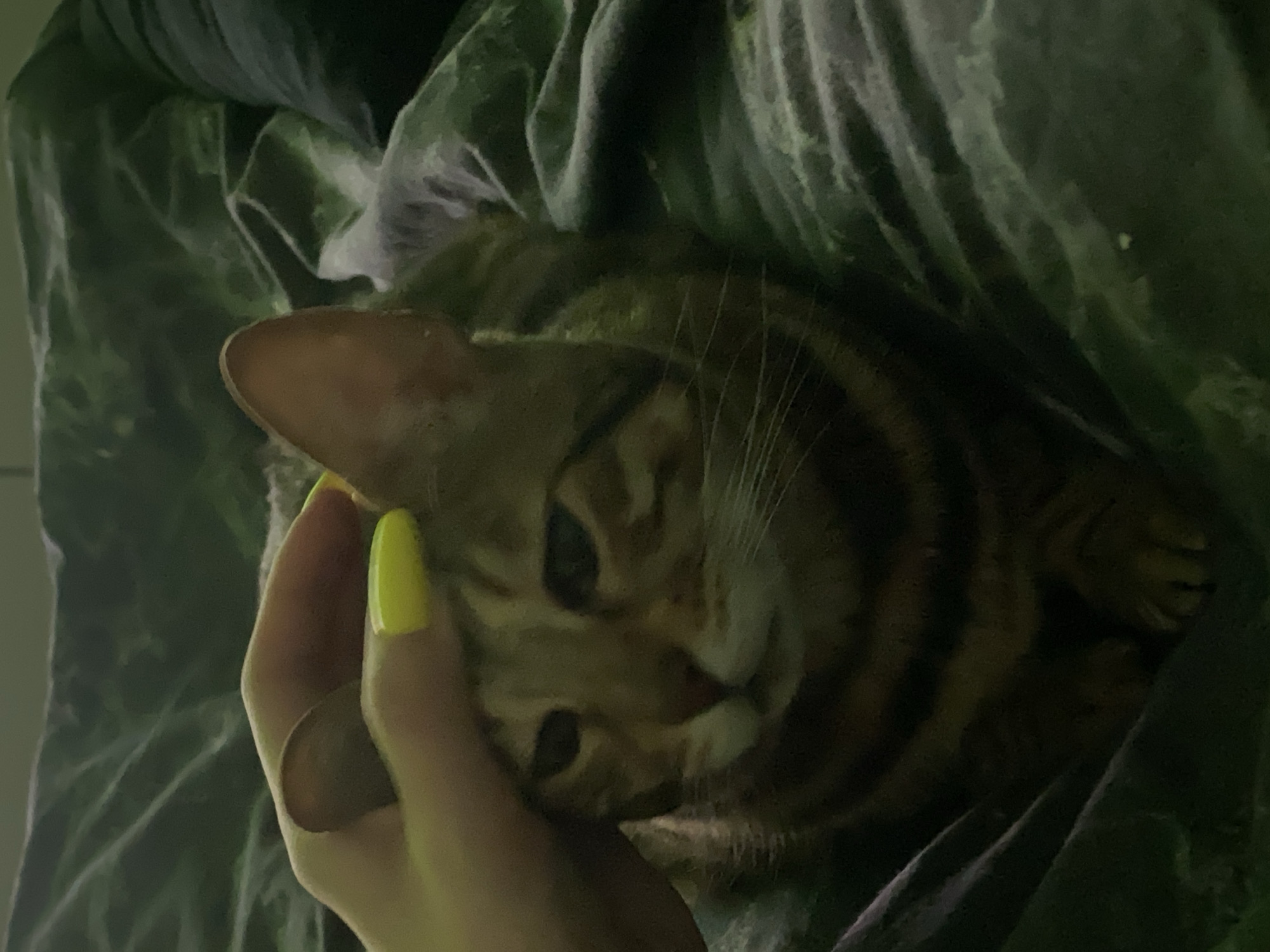 A Bengal cat is nestled among gray-green blankets, and a hand with yellow nail polish is stroking the cat's face. The location is unknown and is not possible to determine from the image.