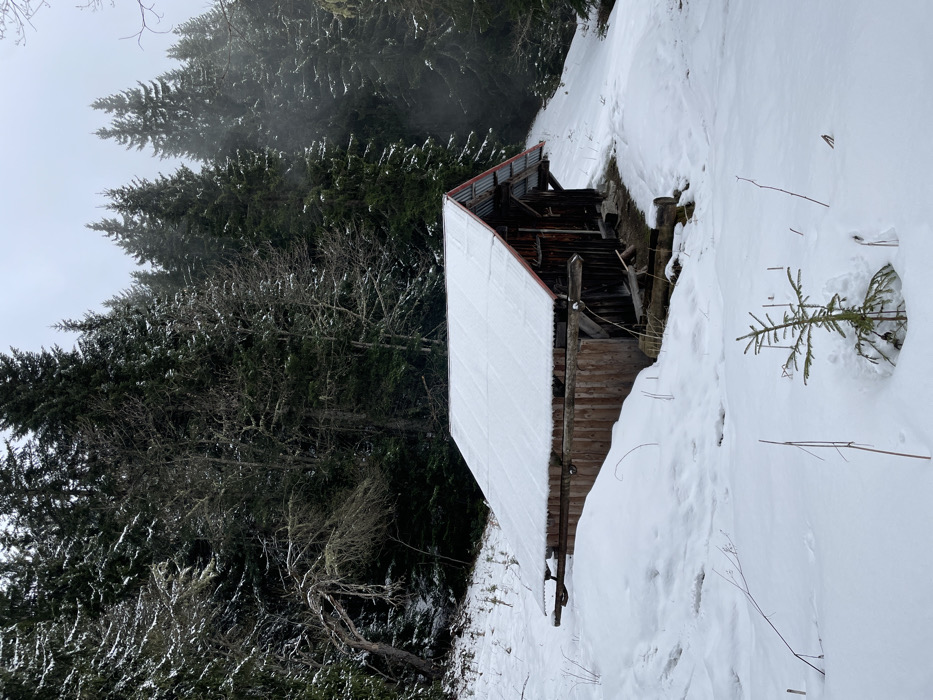 The image displays a static winter landscape in Sallanches, France. A single-story wooden cabin, constructed with weathered dark brown planks, is positioned in the lower midground. Its A-frame roof is uniformly covered in a thick layer of white snow, with glimpses of corrugated metal and red trim visible at the eaves and gable edges. An open entry point, possibly a doorway, is observed on the cabin's right side, with several logs arranged below it. A horizontal wooden beam extends from the cabin's left side. The ground surrounding the cabin is completely covered in deep, pristine white snow, forming a gentle slope that ascends towards a dense forest. This forest, comprising predominantly tall, dark green conifer trees and some leafless deciduous trees, occupies the background. In the lower foreground, a small, green conifer sapling stands prominently, partially buried in the snow. Sparse dry stalks protrude from the snow throughout the scene. The lighting is diffused, consistent with an overcast sky. No individuals are present, and no activities are discernible within the frame.