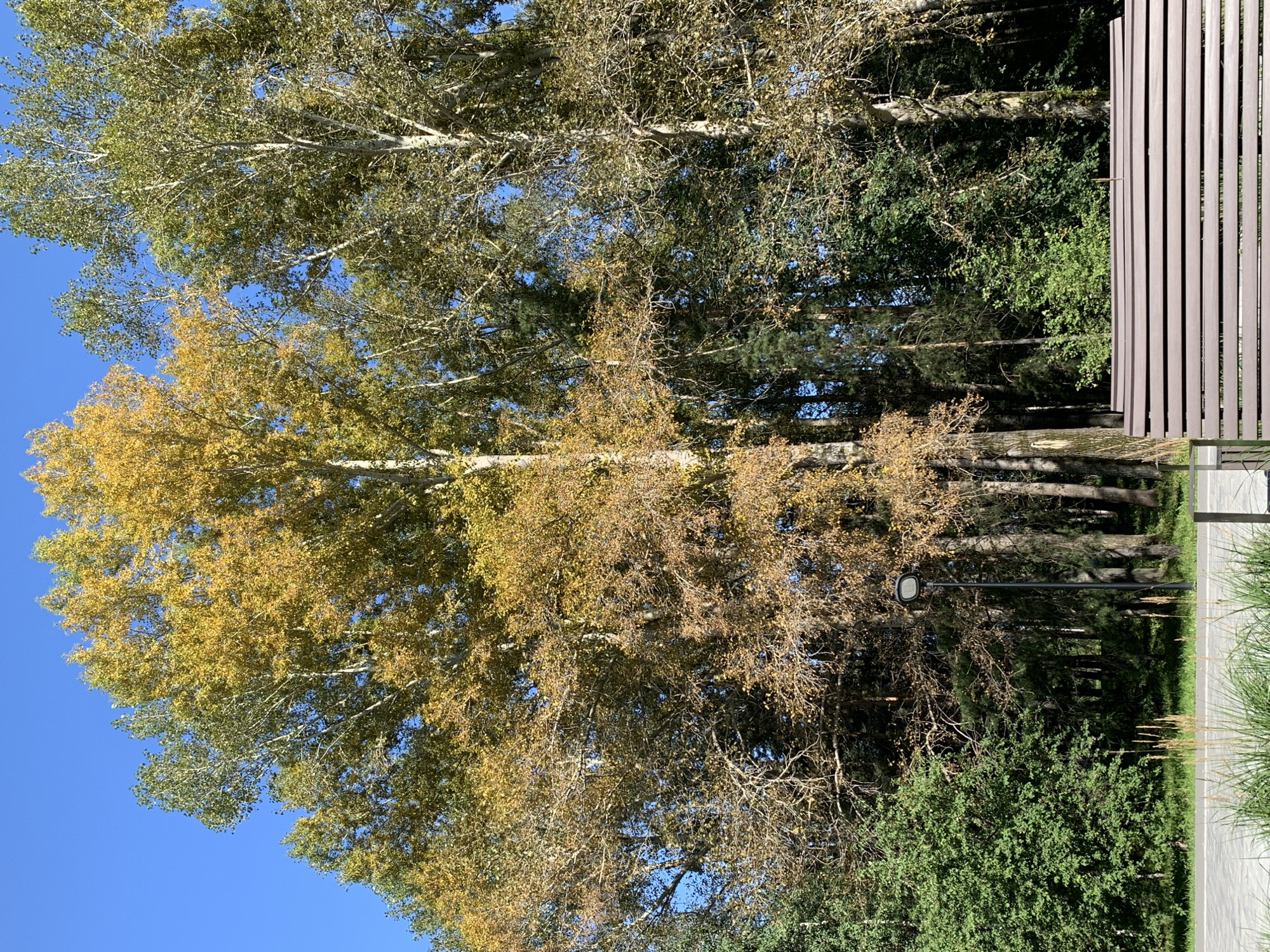 A park scene in Prokopyevsk, Russia, features a brown park bench in the foreground with a paved walkway and grass behind it. In the background, tall trees display a mix of green and yellow autumn foliage, with a street lamp visible amongst them. The sky above is a clear, bright blue.