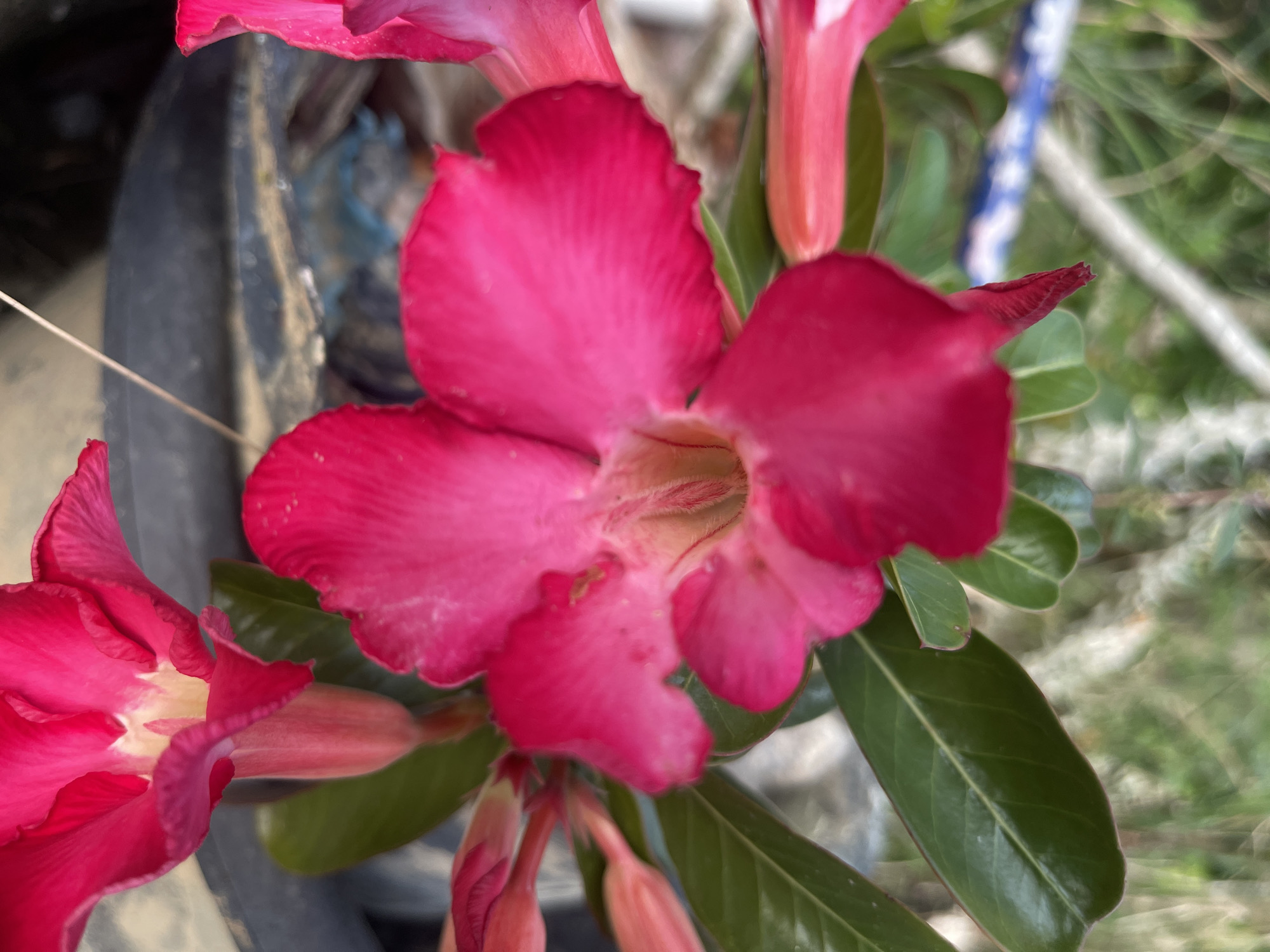 This is a close-up, eye-level shot of a bright pink Adenium flower, commonly known as Desert Rose, in Meunasahmeucap, Indonesia. The flower is in full bloom, with its petals slightly curled and ruffled. The center of the flower is a lighter shade of pink and appears to have some fine hairs. Several other buds and smaller flowers are visible in the background, some still tightly closed. The leaves of the plant are a deep, glossy green, with visible veins. The background is out of focus, showing greenery and what appears to be the edge of a dark pot. The lighting suggests it is daytime, with soft, natural light illuminating the flower.