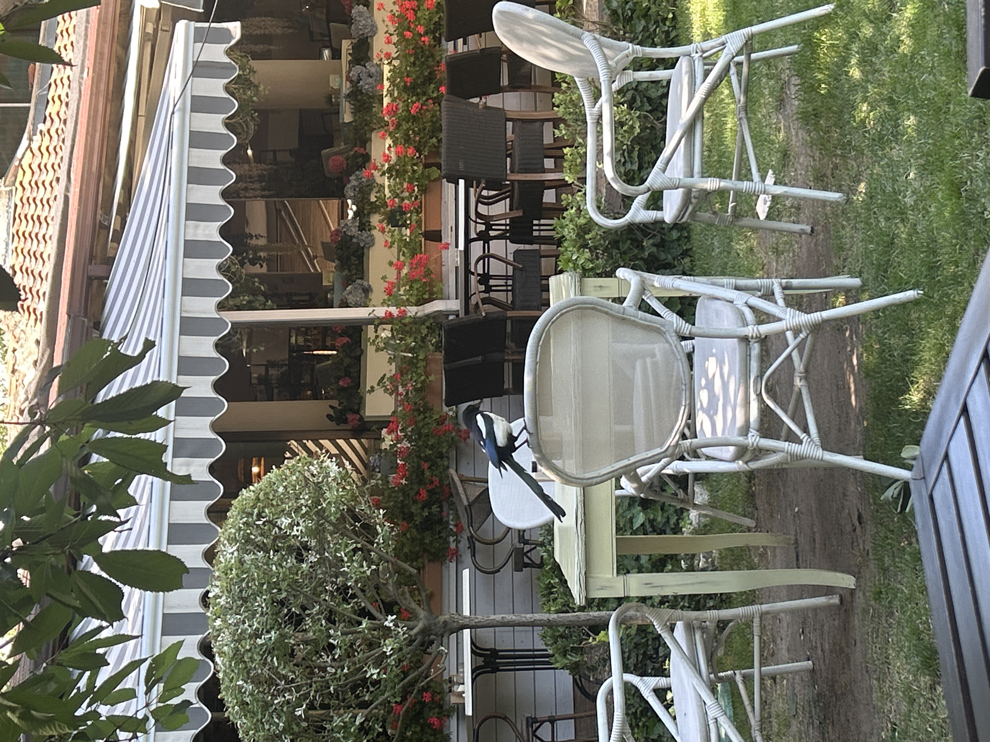 The image shows an outdoor seating area of a restaurant or cafe, likely in Varna, Bulgaria. The scene is bathed in sunlight, suggesting it is daytime. The setting is lush and green, with a well-maintained lawn and abundant foliage.
Dominating the foreground are several white wicker chairs and tables, giving the space a relaxed, European cafe ambiance. In the mid-ground, a black and white magpie is perched on a white chair, adding a touch of wildlife to the scene. Behind the chairs, a building is visible with a striped awning and windows, hinting at the establishment's interior. Red and pink flowers cascade down the side of the building, adding vibrant color to the overall composition.
The image captures a serene moment, likely during a pleasant day, inviting patrons to enjoy the outdoor environment. The presence of the bird suggests a natural, unmanicured aspect to the location, perhaps a garden or park adjacent to the seating area. The overall impression is one of tranquility and natural beauty combined with a welcoming outdoor dining space.