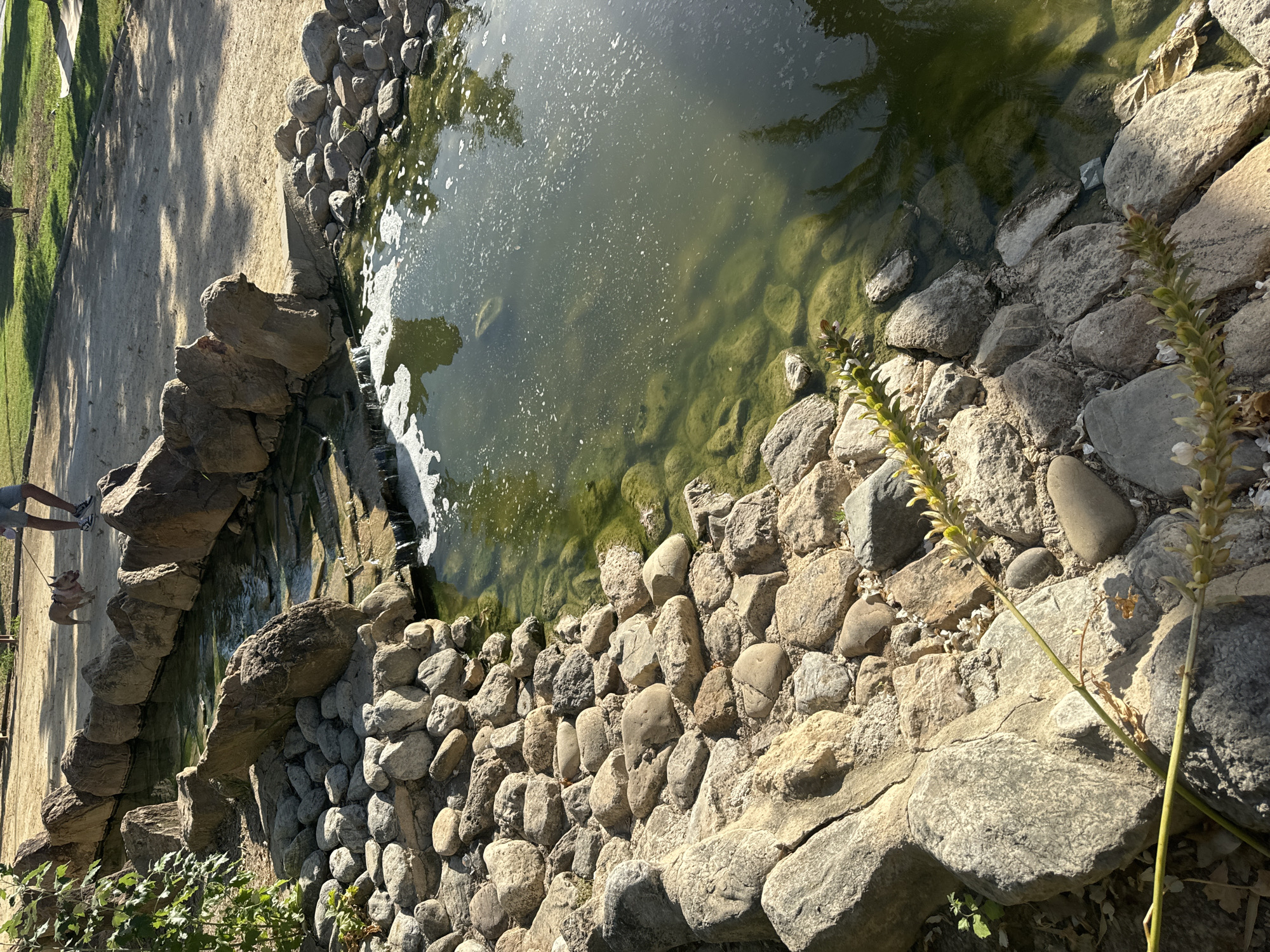 The image depicts an outdoor scene at a park in Murcia, Spain, featuring a man walking a dog near a rocky stream that leads into a pond. The stream bed is lined with natural rocks of various sizes, and the water appears somewhat murky with some foam on the surface. The pond itself is also filled with green, shallow water, with visible submerged rocks and debris. The surrounding area is a sandy path with patches of grass and trees, casting dappled shadows. The man, dressed in shorts and a t-shirt, is seen from the waist down, holding a leash attached to a small, light-colored dog. The overall impression is a naturalistic water feature within a park setting.