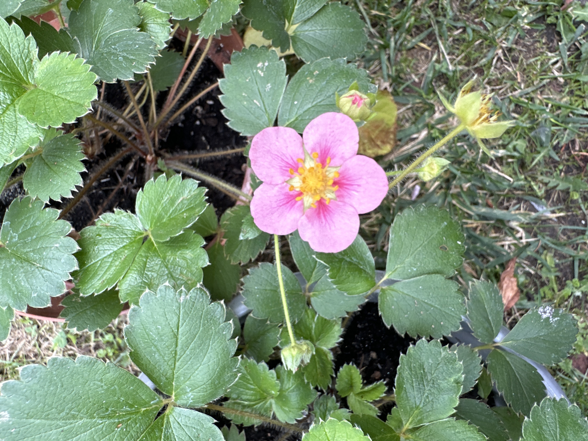 A close-up, high-angle shot captures a strawberry plant in bloom, positioned outdoors on what appears to be a moderately overcast day. The plant exhibits several vibrant green leaves, some with serrated edges and a fine, downy texture. At the center of the frame, a single, delicate pink flower with a bright yellow center is in full bloom, its petals slightly curled. Below the open flower, a small, green bud with pink tips hints at future growth. To the lower right, a developing fruit, still green and heart-shaped, is visible. The plant is rooted in dark soil within a pot, parts of which are visible at the edges of the frame. The surrounding ground is covered with grass and dry leaves, suggesting a garden or natural outdoor setting. The scene is located in Krefeld, Germany.