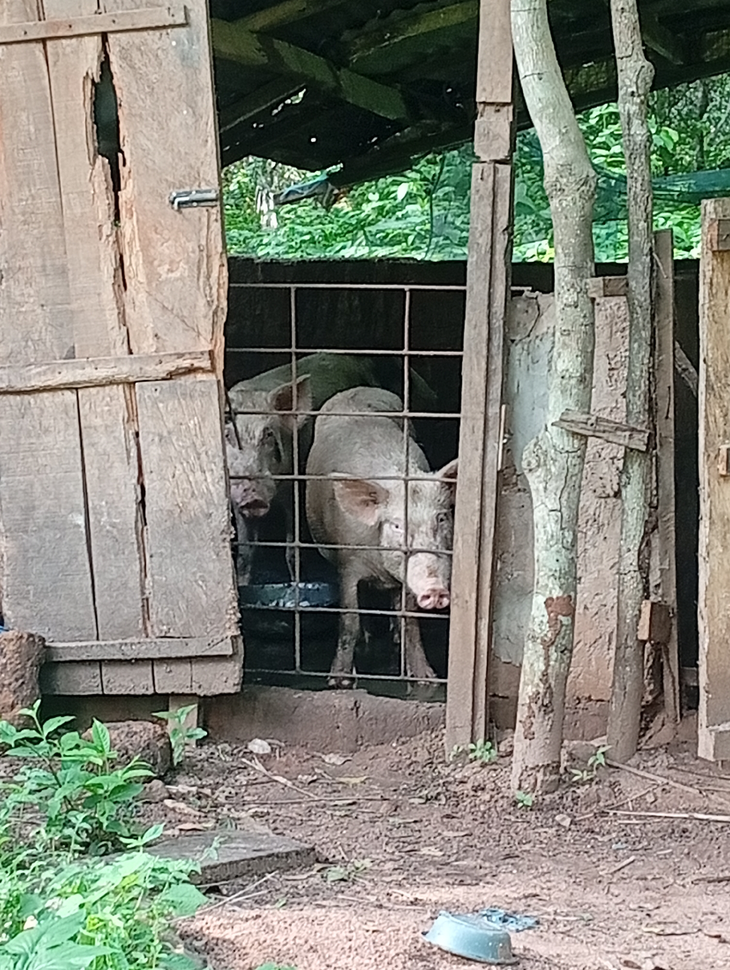 In Adda, Nigeria, an outdoor, rustic scene depicts two pigs confined within a wooden enclosure with a metal grate. The enclosure appears weathered, with visible damage to the wooden planks and a simple latch on the left side. The pigs are light-colored, with one clearly visible face peering through the grate. Surrounding the enclosure is damp earth and sparse vegetation. The background shows trees and foliage, suggesting a rural or semi-rural setting. A blue plastic dish is visible on the ground in the foreground.