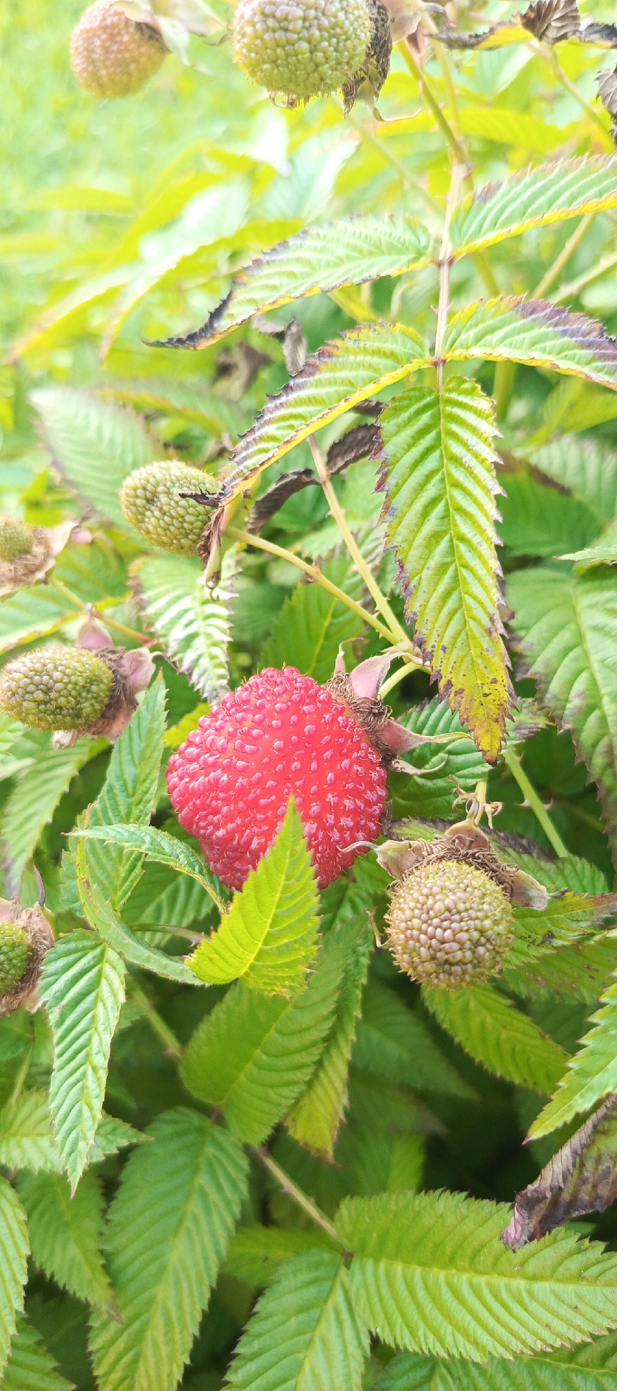 A close-up, vertical shot shows a single ripe raspberry, bright red and bumpy, nestled among green leaves and unripe, green berry clusters on a bush. The leaves are serrated and veined, with some showing slight browning or discoloration on the edges. The background is a blur of green foliage, suggesting an outdoor, natural setting. There is no indication of a city or specific location.