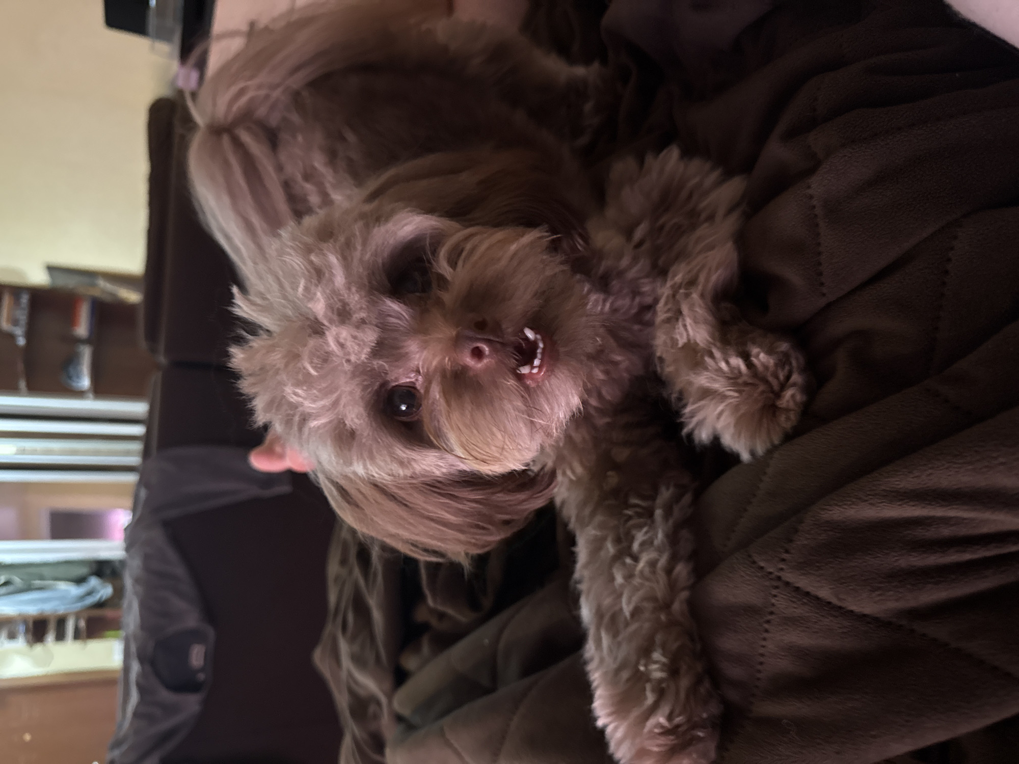 A small, light brown dog with curly fur is lying on a brown, quilted blanket. The dog is facing the camera, with its mouth slightly open, revealing its teeth. Its left front paw is extended forward. The background is out of focus, but appears to be an indoor setting with furniture and shelves. The dog's breed is likely a poodle mix, such as a maltipoo or cavapoo.