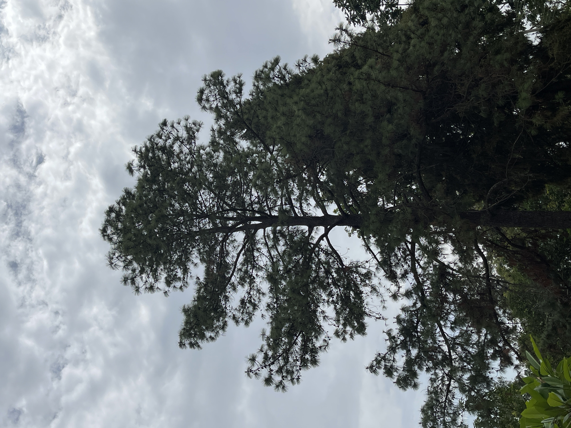 A low-angle shot captures the silhouette of a pine tree against a cloudy sky. The tree's branches are prominent, with dense foliage. The location is likely Jos, Nigeria, based on the potential geographical context of the request, though the image alone does not confirm this. The scene lacks people, actions, or interactions.
