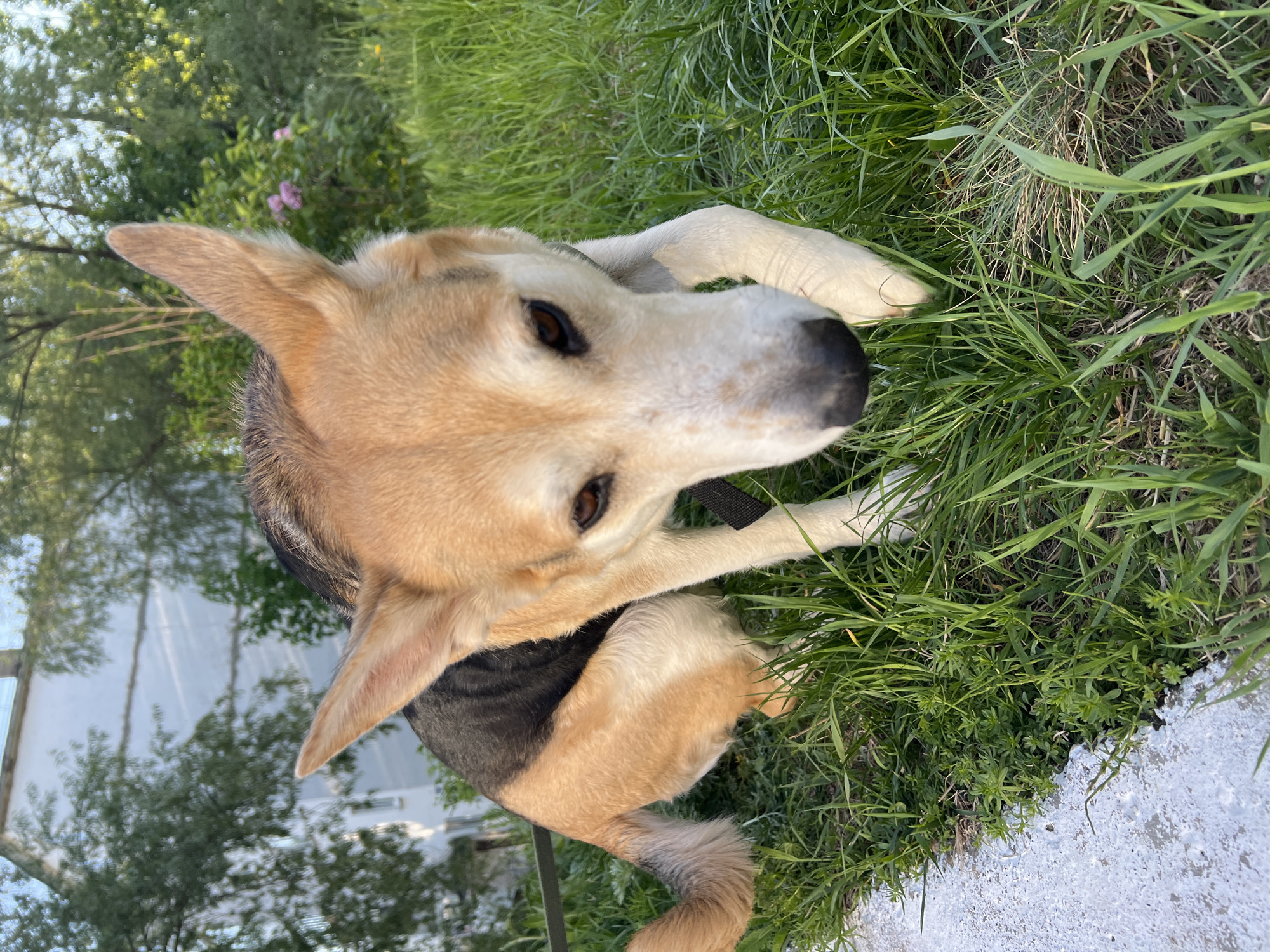 A medium-sized dog with tan, black and white fur is lying down in green grass. The dog is wearing a black collar and leash. The scene includes vegetation, a building, and a concrete surface. The location appears to be outdoors during daylight. The specific location in Noviy, Russia, cannot be determined.