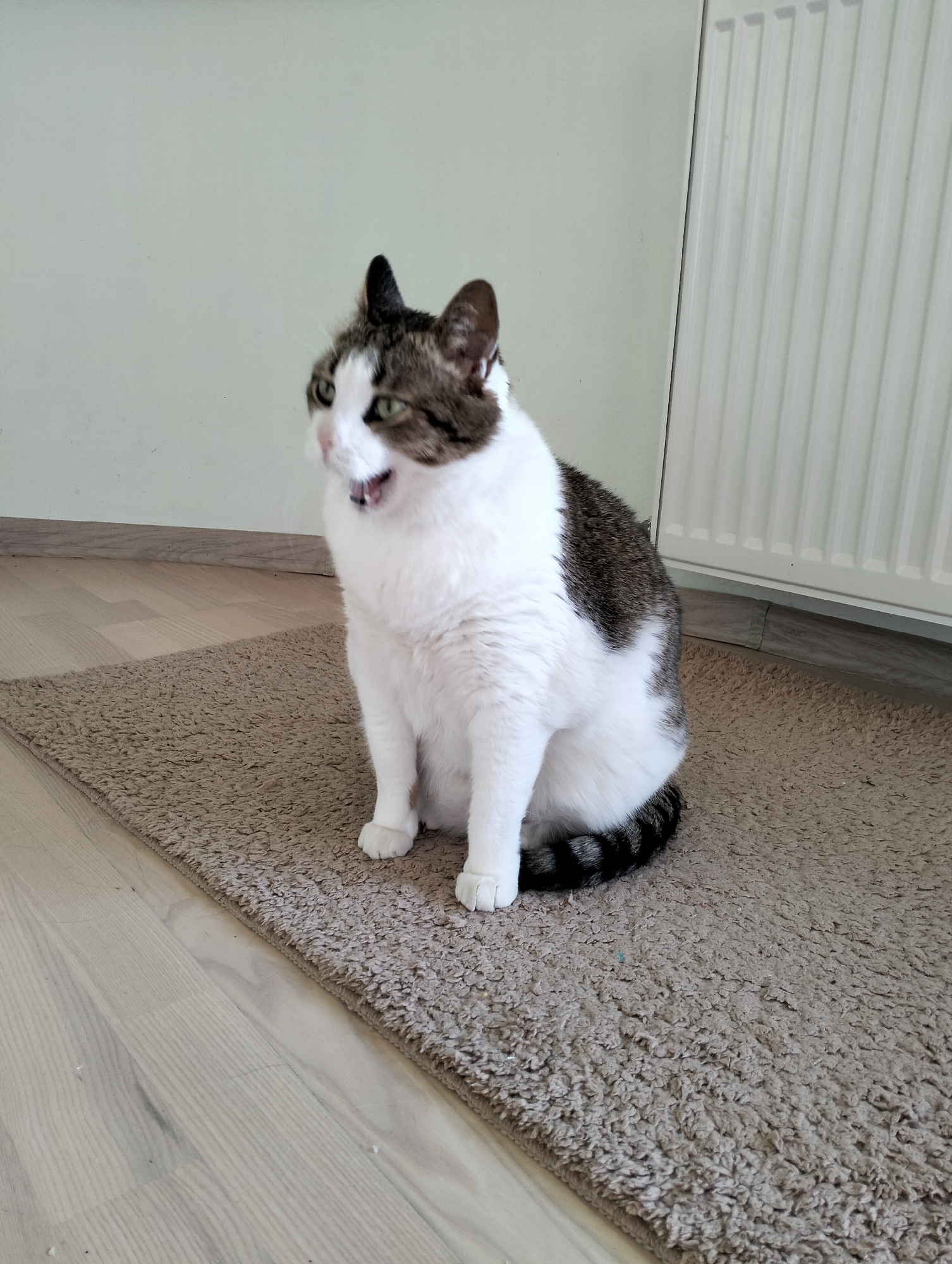 A medium shot captures a domestic cat sitting upright on a brown, shaggy rug indoors. The cat is predominantly white with grey and brown markings on its head and back. Its tail, partially visible, features alternating black and white stripes. The cat's mouth is open, suggesting it might be meowing or panting.
The rug is positioned on a light-colored wooden floor, and behind the cat is a light green wall with a white radiator. The location is Krykhivtsi, Ukraine. No people are visible in the image.