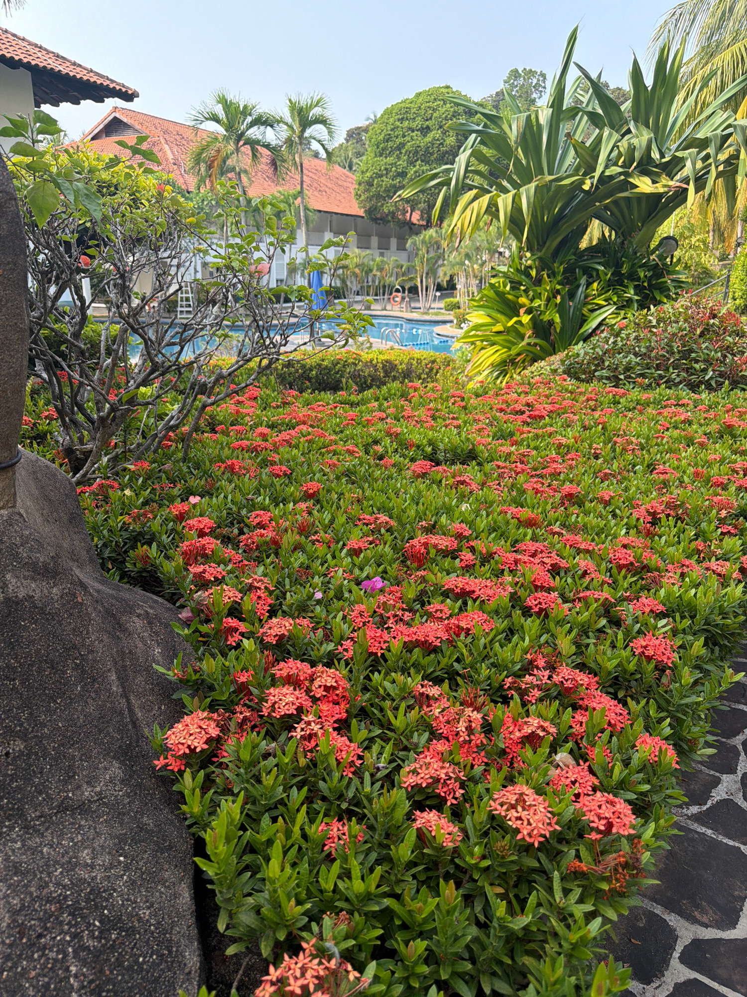 The image shows a lush garden area with abundant red Ixora flowers in bloom, lining a paved pathway made of dark, irregularly shaped stones. A large, grey, textured rock formation is visible on the left side of the frame, partially obscuring the foreground. In the background, a swimming pool with blue water is visible, surrounded by green hedges and palm trees. Beyond the pool, a multi-story building with red-tiled roofs and white walls can be seen, suggesting it is a resort or hotel. The sky is clear and bright, indicating a sunny day. The overall scene depicts a tropical resort setting, likely in Batam, Indonesia, known for its beaches and resorts. There are no people or animals visible in the image.