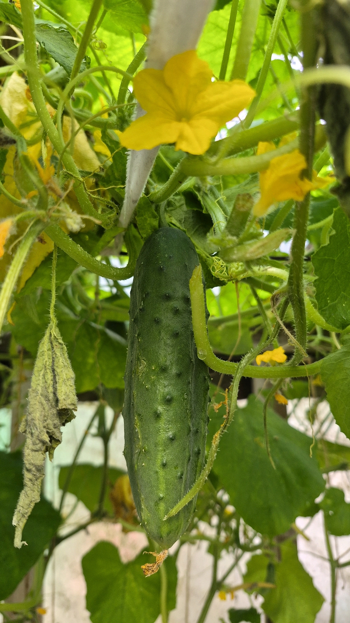 This close-up, eye-level shot features a ripe cucumber hanging from its vine, surrounded by lush green leaves and delicate yellow flowers. The cucumber is dark green, textured with small bumps, and shows a few droplets of water on its surface. A dried, withered leaf hangs limply to the left of the cucumber. The scene appears to be outdoors, possibly in a garden or greenhouse, with the soft light suggesting daytime. The specific location of Ļūbaste 0001, Latvia, is not visually discernible from the image itself, but it provides the geographic context. There are no people or animals present in the frame.