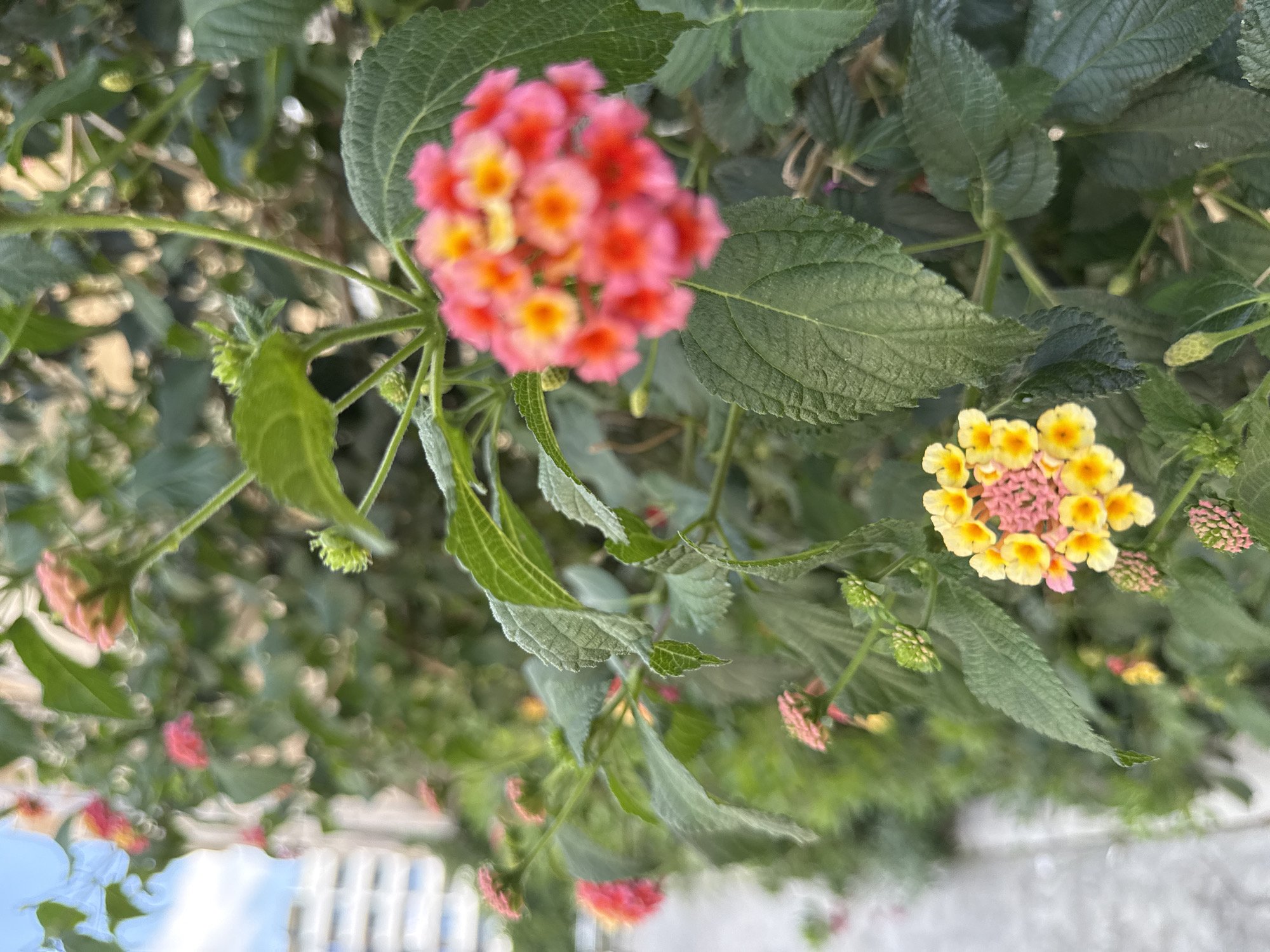 The image shows a close-up view of flowering lantana bushes with clusters of small flowers. The flowers are a mix of pink, red, and yellow. The bushes are in bloom, with many buds and open flowers visible. The background is blurred, but appears to be an outdoor urban setting with a building and a sidewalk. The image is taken during the day, likely in the late afternoon or early evening, as the light is soft and diffused. The overall impression is one of natural beauty in an urban environment. The specific location in Budva, Montenegro, is suggested by the architectural style of the building in the background and the presence of Mediterranean vegetation.
