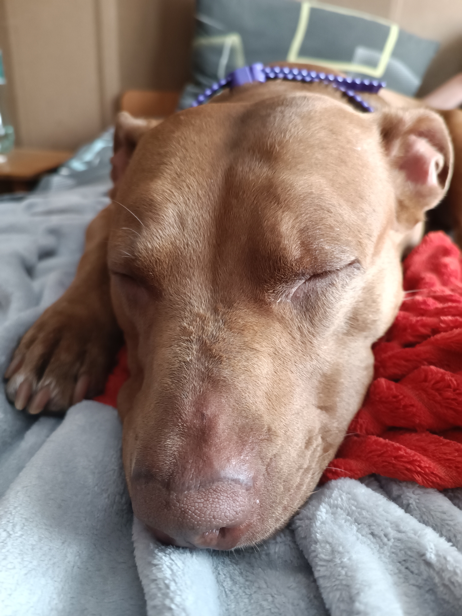 A close-up, eye-level shot shows a brown pit bull dog sleeping peacefully on a bed. The dog's head is angled slightly away from the camera, with its eyes closed. A purple beaded collar is visible around the dog's neck. The dog is resting on soft, fuzzy blankets, one light gray and the other a vibrant red. The background is blurred, with hints of a brown wall or furniture, and a pillow with a light pattern. The overall impression is one of comfort and relaxation. The image is in focus on the dog's face and head, with the blankets and background softly blurred.