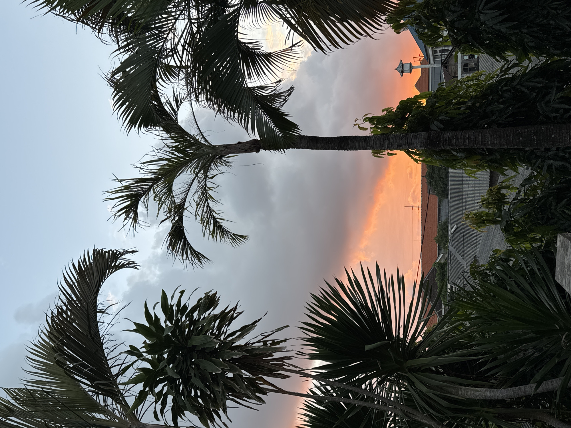 The image shows a tropical sunset over the city of Denpasar, Indonesia. In the foreground, various palm trees and other lush green foliage dominate the scene, framing a view of the city and the sky. The sky is a dramatic display of color, with dark, heavy clouds illuminated by the vibrant orange and pink hues of the setting sun.
Peeking through the dense vegetation are rooftops of houses and buildings, typical of a dense urban environment. The architectural styles suggest a mix of traditional and modern influences. Some rooftops are made of grey corrugated metal, while others are tiled in terracotta orange. A few structures are more elaborate, with visible windows and walls. In the mid-ground, a distinctive pagoda-like structure with a white lantern sits atop a building, adding a unique element to the urban landscape. Power lines are also visible, a common sight in many cities.
The overall impression is one of a serene yet lively evening in a tropical city, with nature and urban life coexisting under a spectacular sky. The lighting is diffused, typical of twilight, with the warm tones of the sunset casting a soft glow over the scene. No people are visible in the image. The composition places a strong emphasis on the natural elements against the backdrop of the city, creating a sense of depth and scale. The details of the palm leaves are sharp, contrasting with the softer focus on the distant buildings. The image captures a moment of natural beauty unfolding within an urban context.