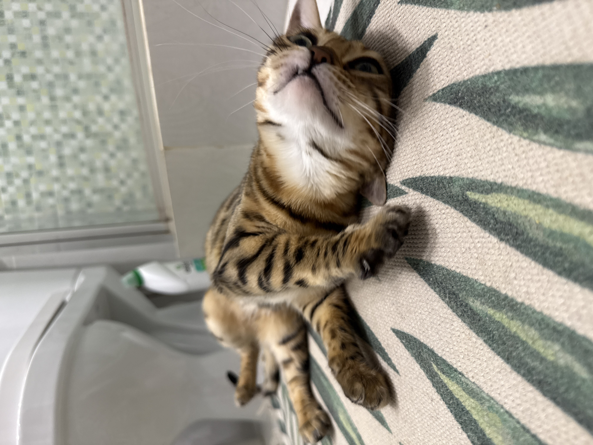 A close-up, low-angle shot depicts a brown tabby cat clinging to a cushion with a green leaf pattern. The cat's head is tilted upwards, with its eyes open and whiskers visible. Its front paws are clutching the cushion, and its body is angled downwards. In the blurred background to the left, a white sink and a patterned wall can be seen. The location is Unknown, Unknown.