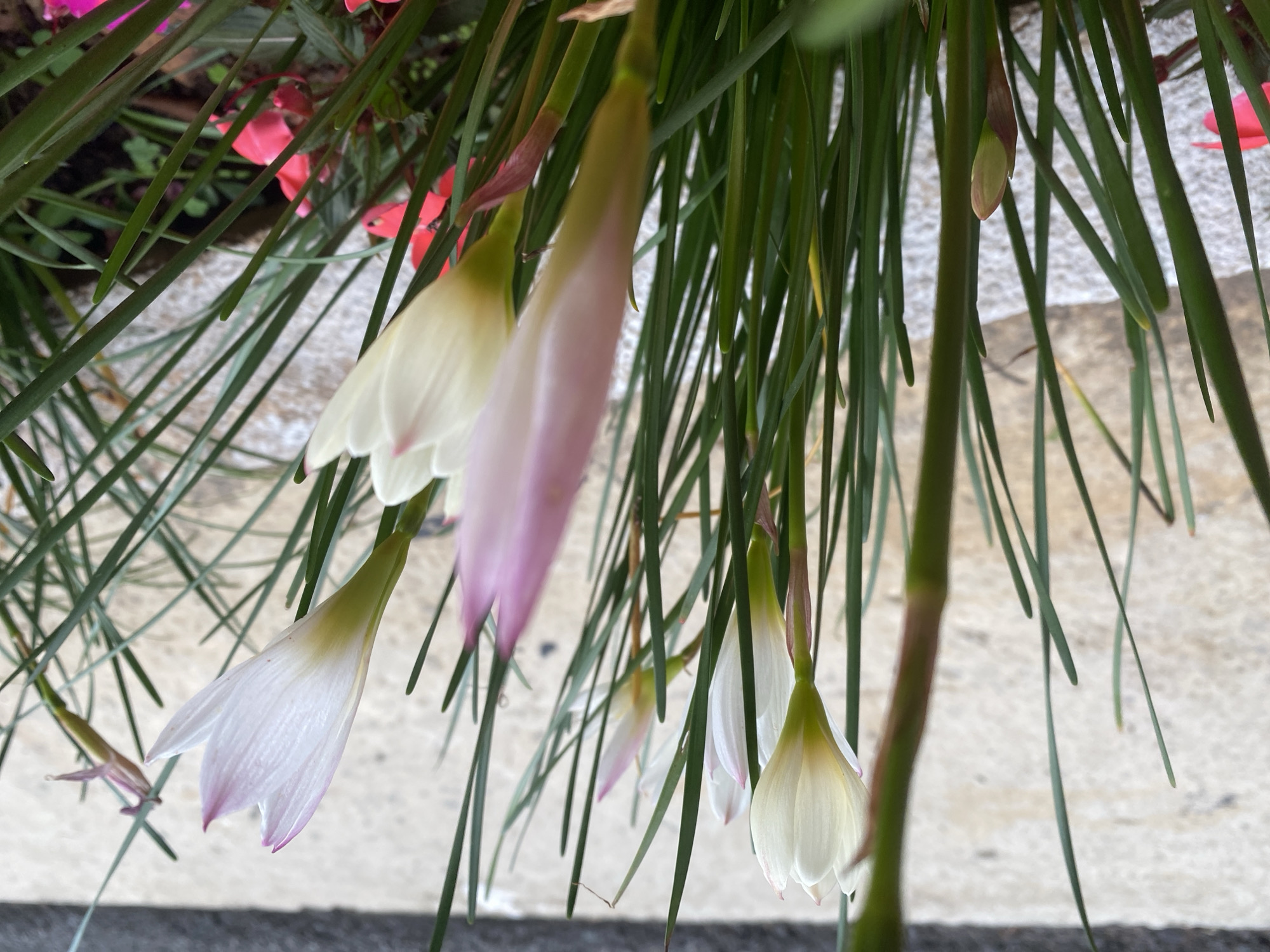 A close-up, eye-level, outdoor shot features several white and pinkish-white rain lilies, some in bud and some in bloom, surrounded by long, slender green leaves. A pink flower is visible in the lower left corner. The background appears to be a textured light-colored surface, possibly a stone wall or paving, suggesting an urban or garden setting in Lâm Viên - Đà Lạt, Vietnam.